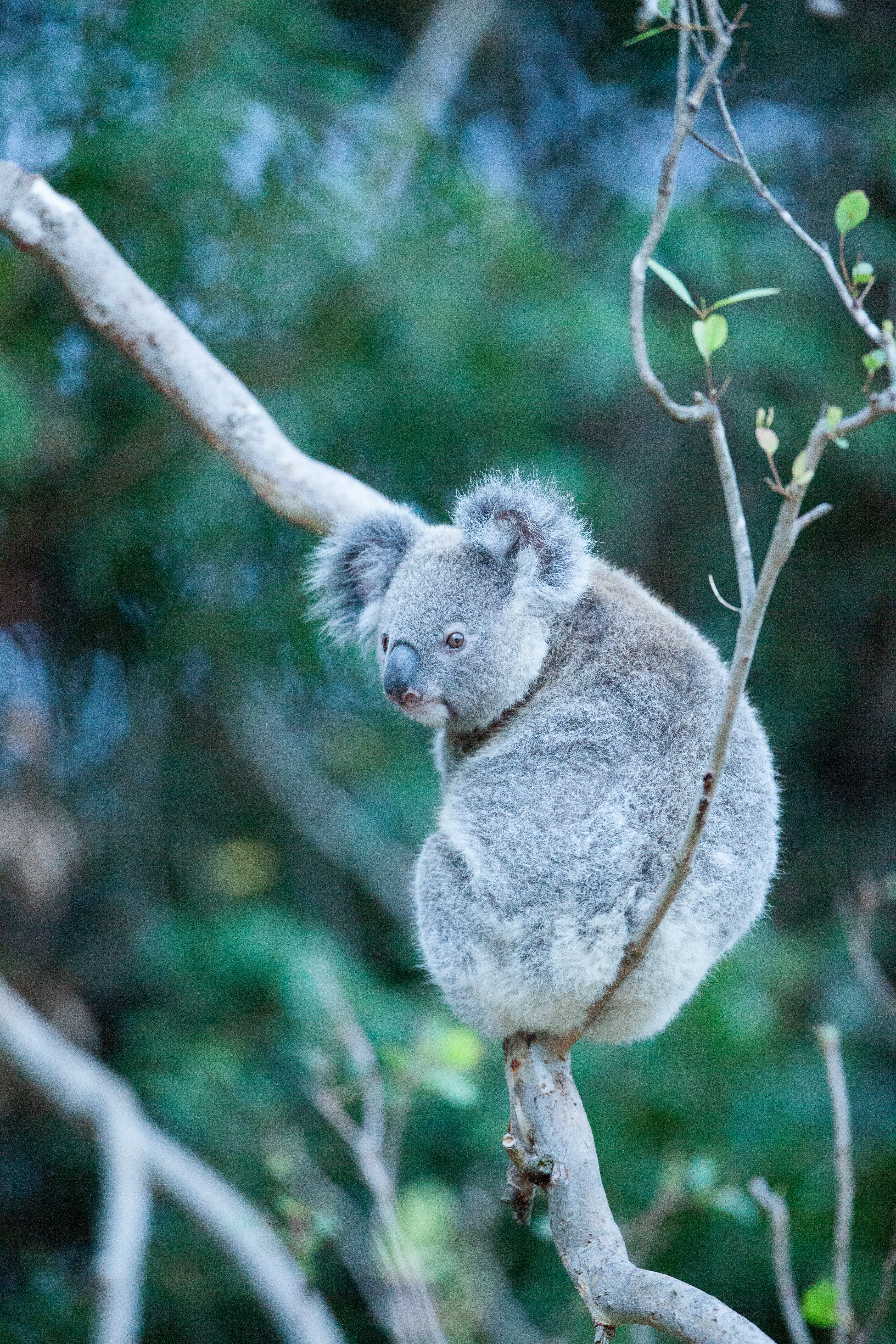 A koala on a property at Swan Bay. A team of tree planters from Bangalow Koalas, East Coast Bush Regeneration, Minyumai IPA Rangers and WWF-Australia planted more than 2,000 koala food trees and 1,500 wildlife corridor trees on the property in the Richmond Valley to support a small koala colony.