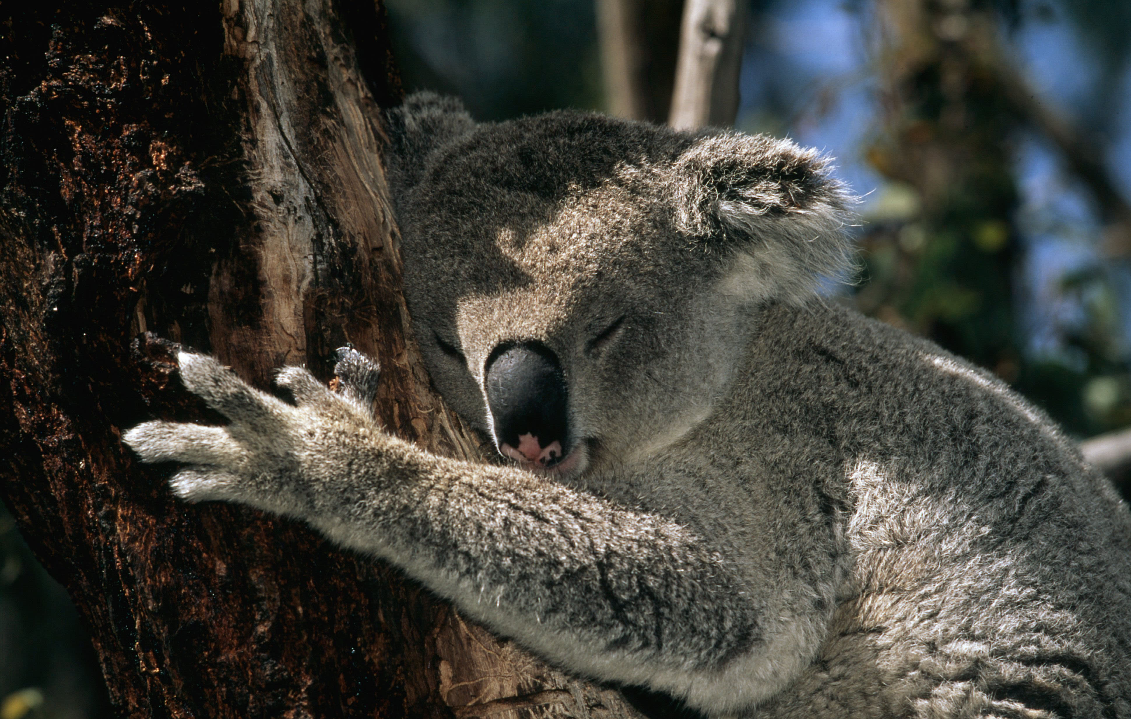 Phascolarctos cinereus Koala Koalas sleep up to 20 hours a day Australia