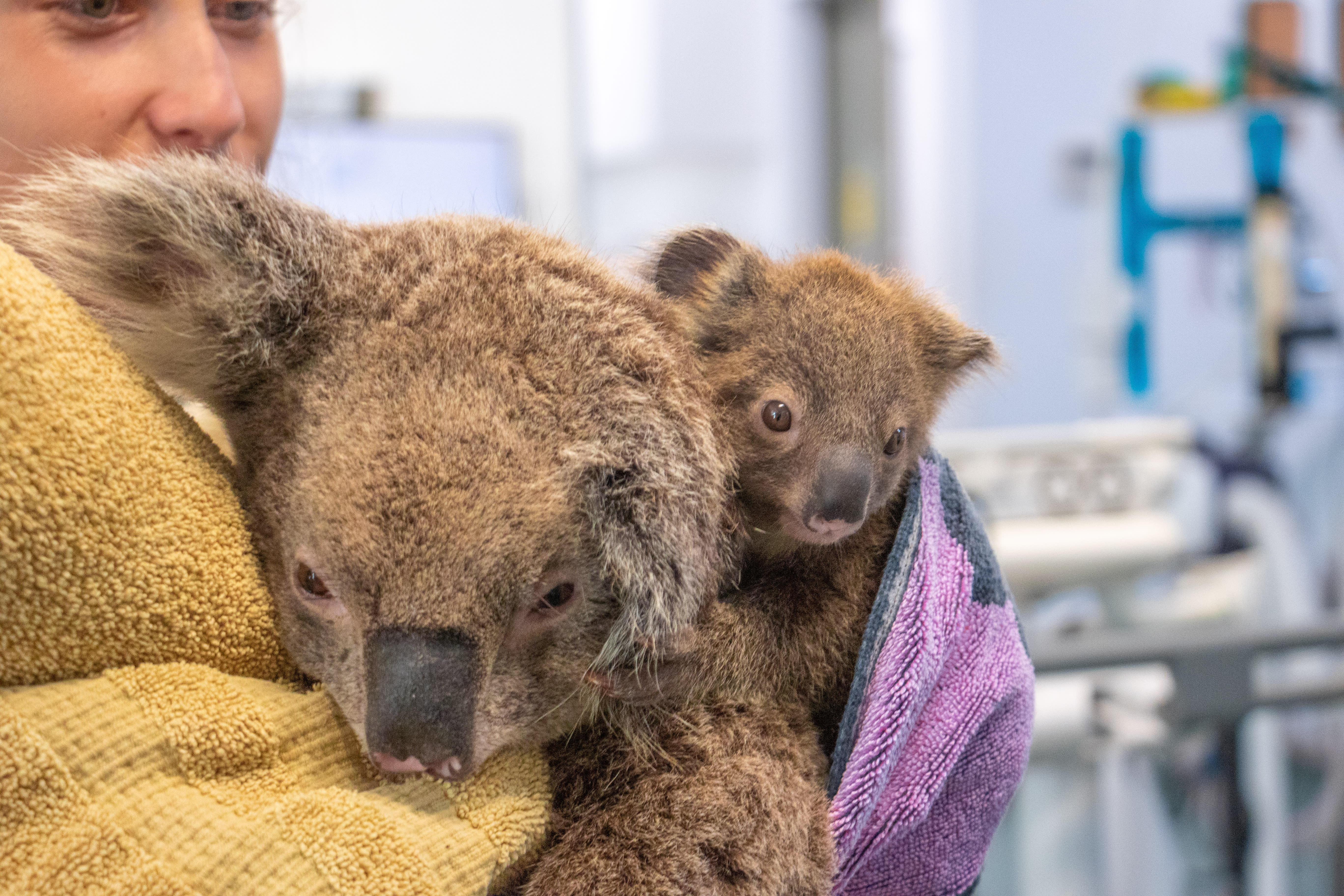 img_koala_vaccine_baby_boom