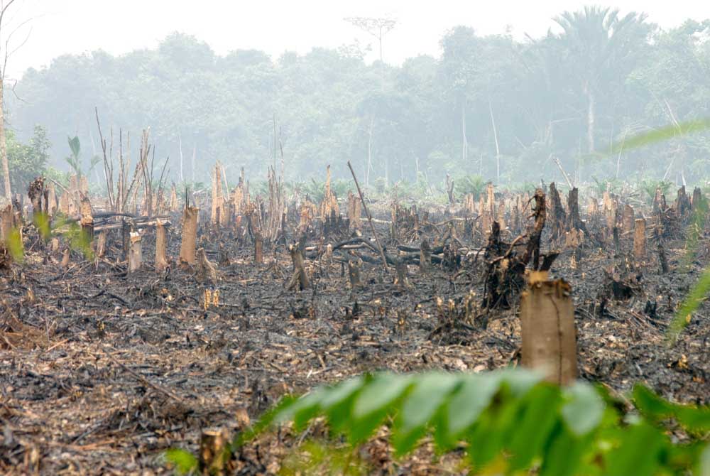 Landclearing using fire, just outside Pontianak,&nbsp;Borneo, Indonesia, August 2015