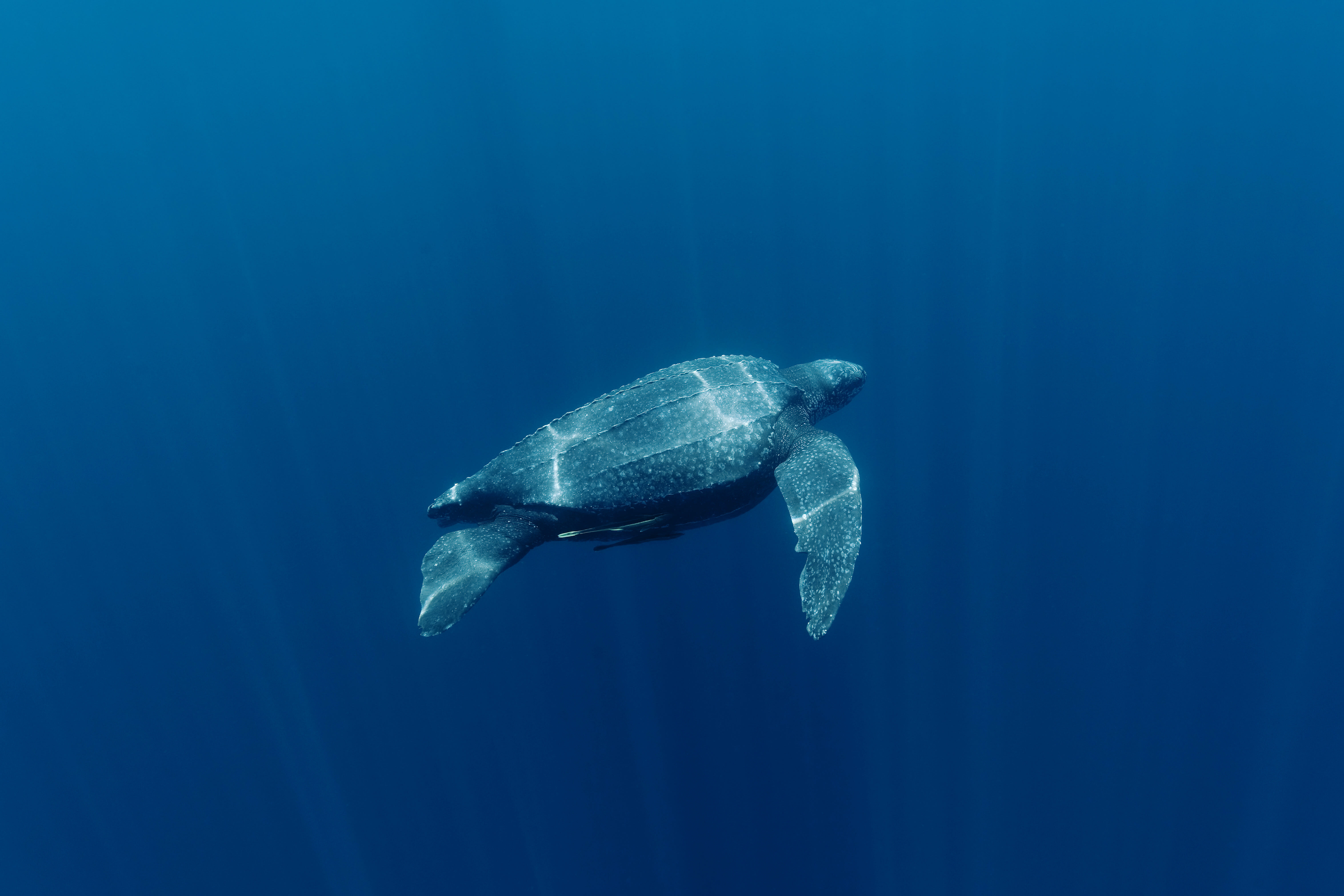 img_leatherback_turtle