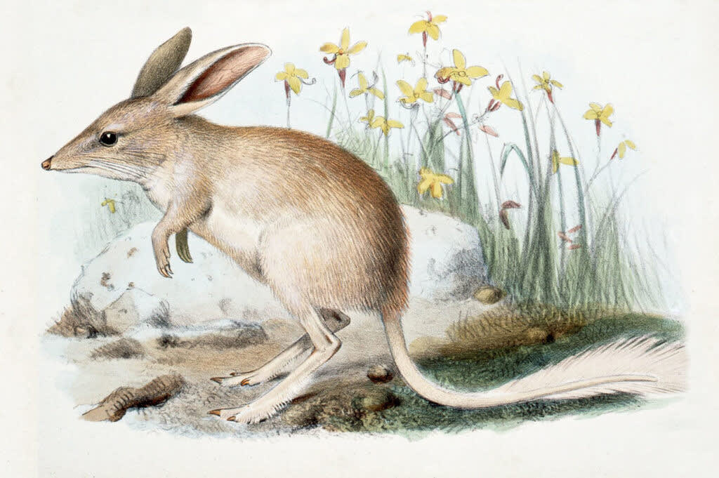 img_lesser_bilby_1024x681