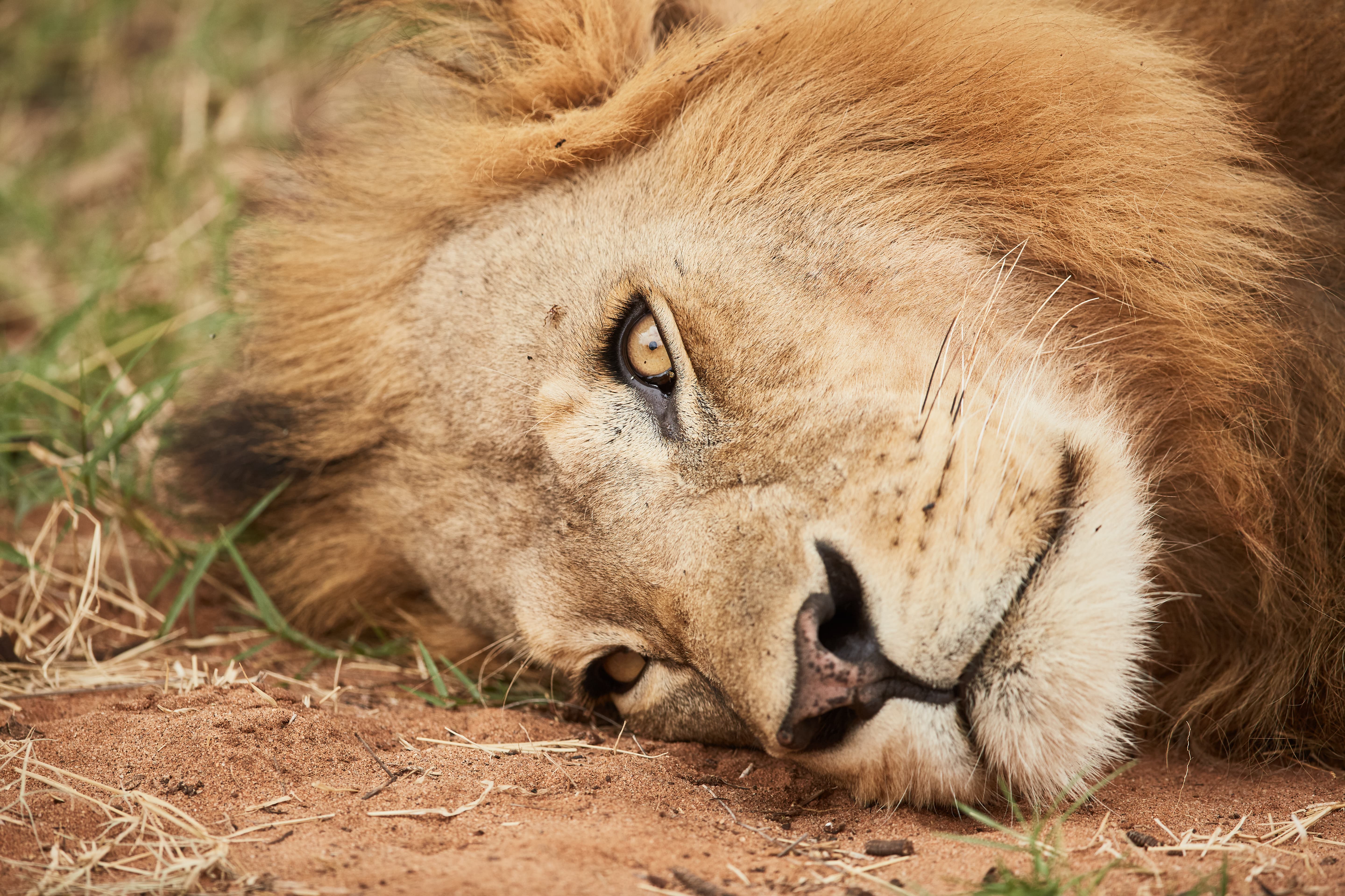 A Lion in is laying on the ground in Tsavo East National Park, Kenya.