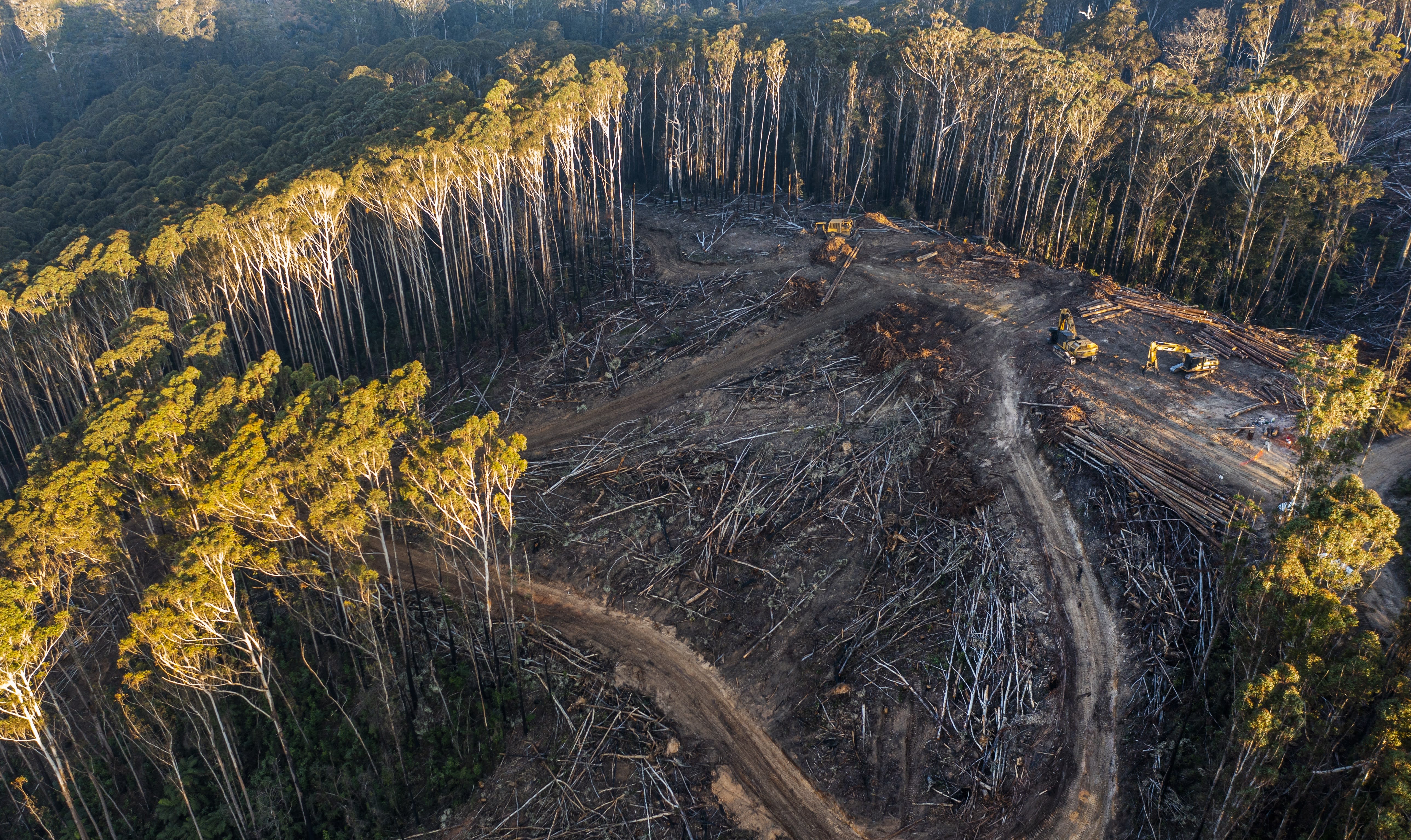 Native forest is cleared using feller bunchers at a logging camp in The Great Koala National Park.