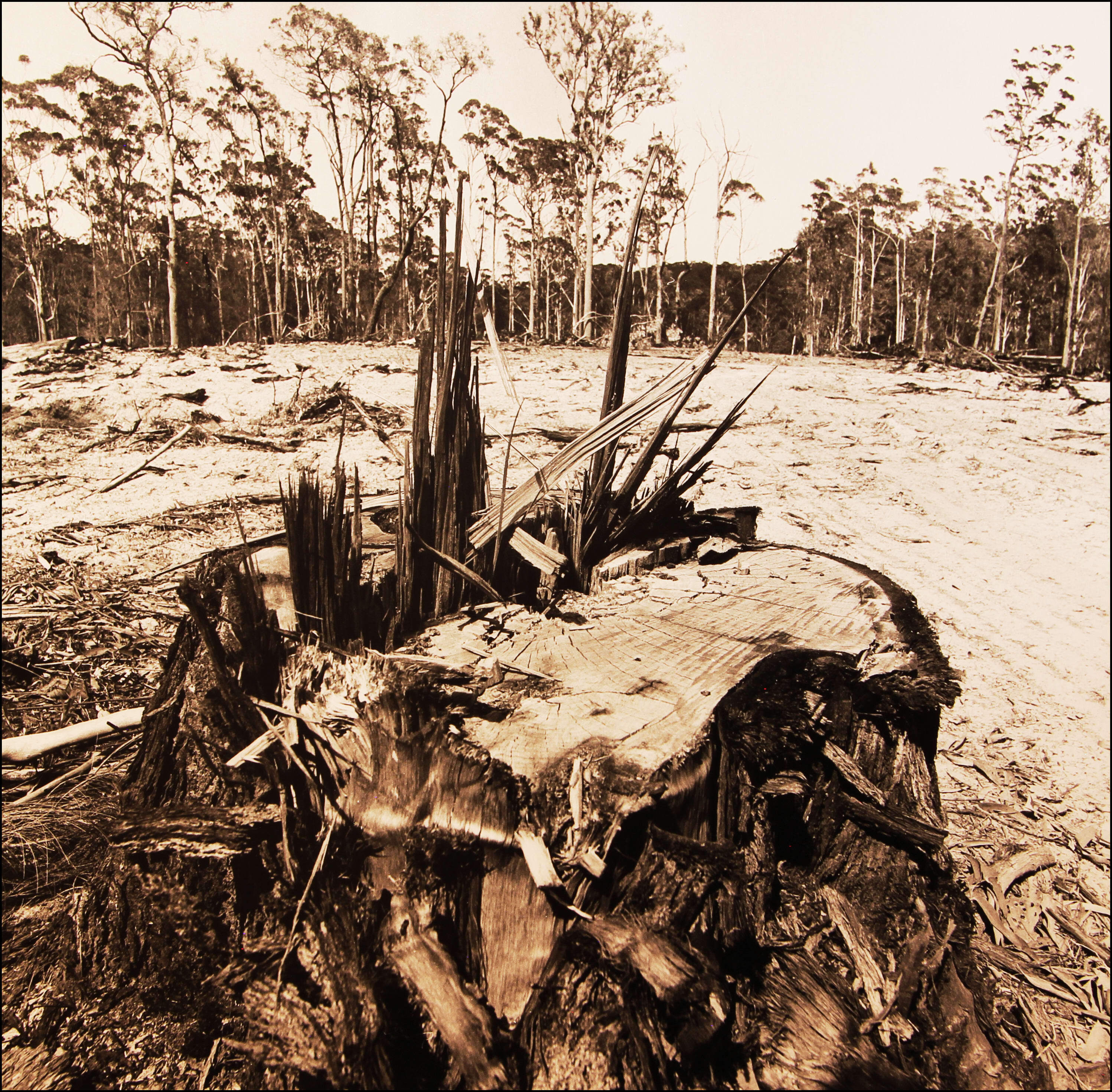 Wesley Stacey's photos documented the desecration of Biamanga Mountain by logging.