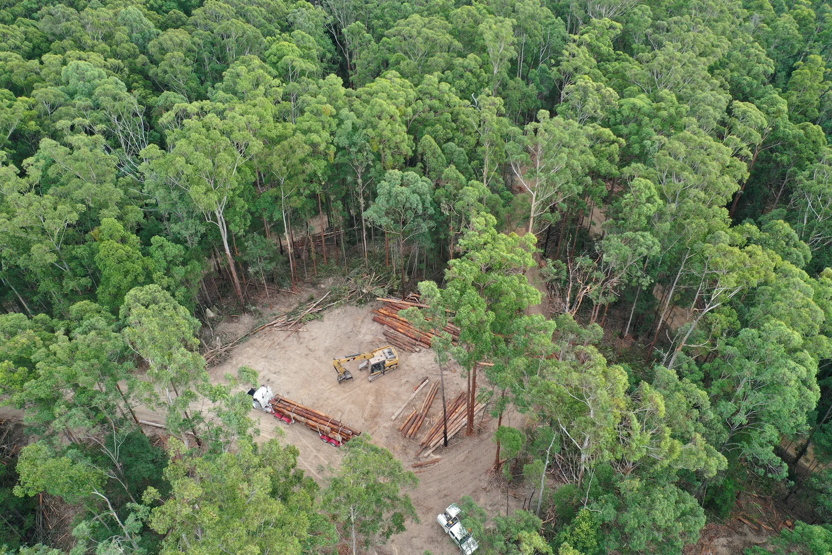 Aerial view of logging koala habitat in Lower Bucca State Forest, NSW. © Douglas Thron