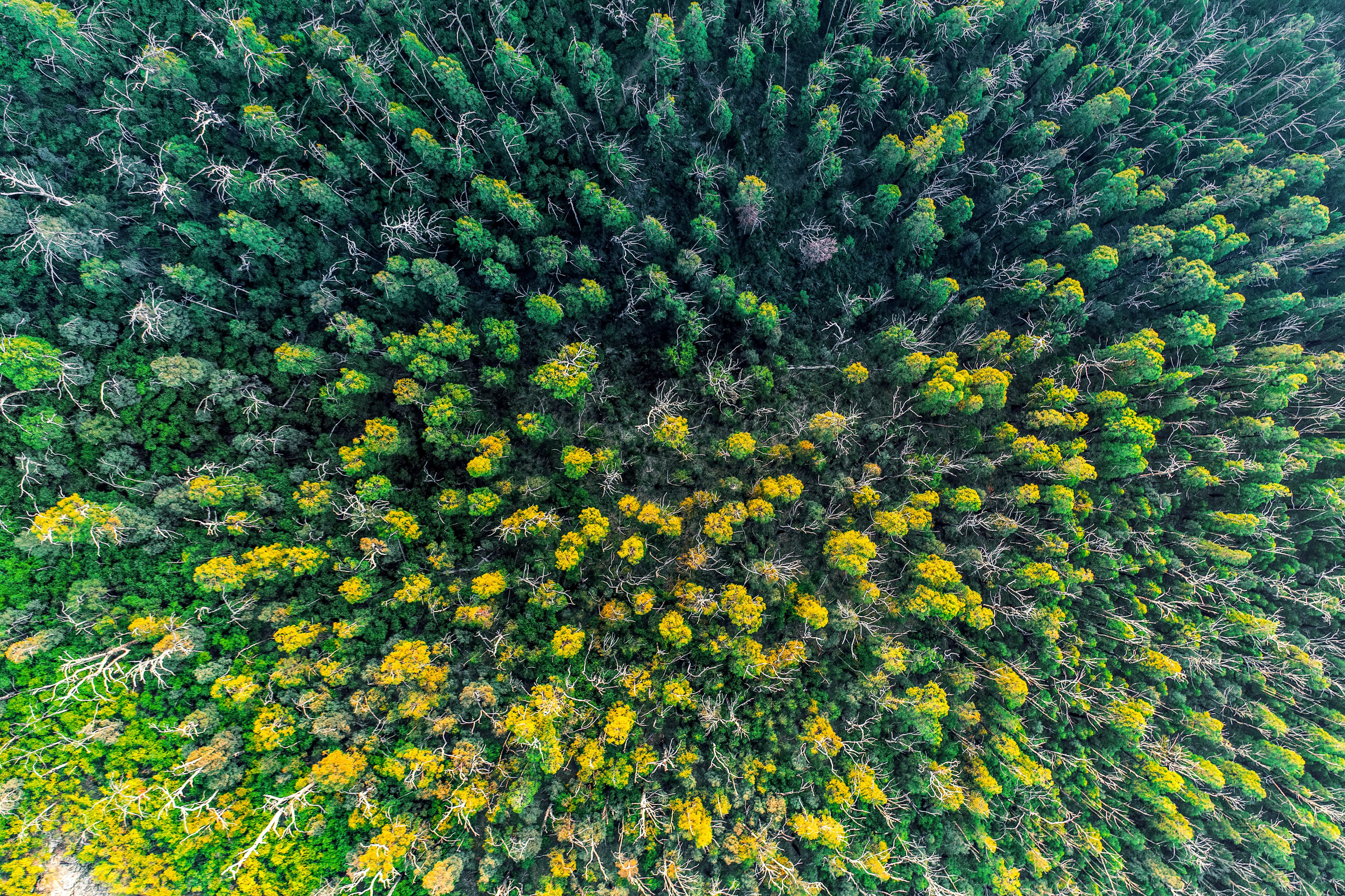 Looking down at eucalyptus tree tops - aerial view