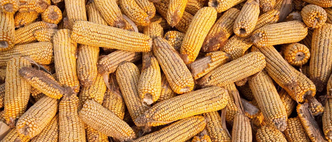 Maize/Corn drying in China