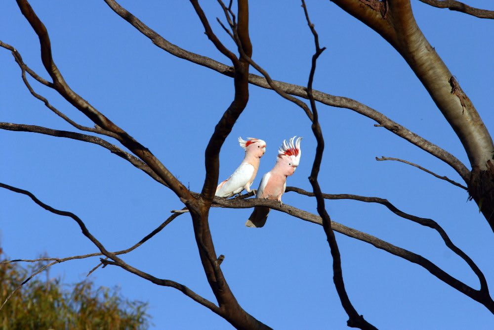 Pair of Major Mitchell's cockatoos, Western Australia