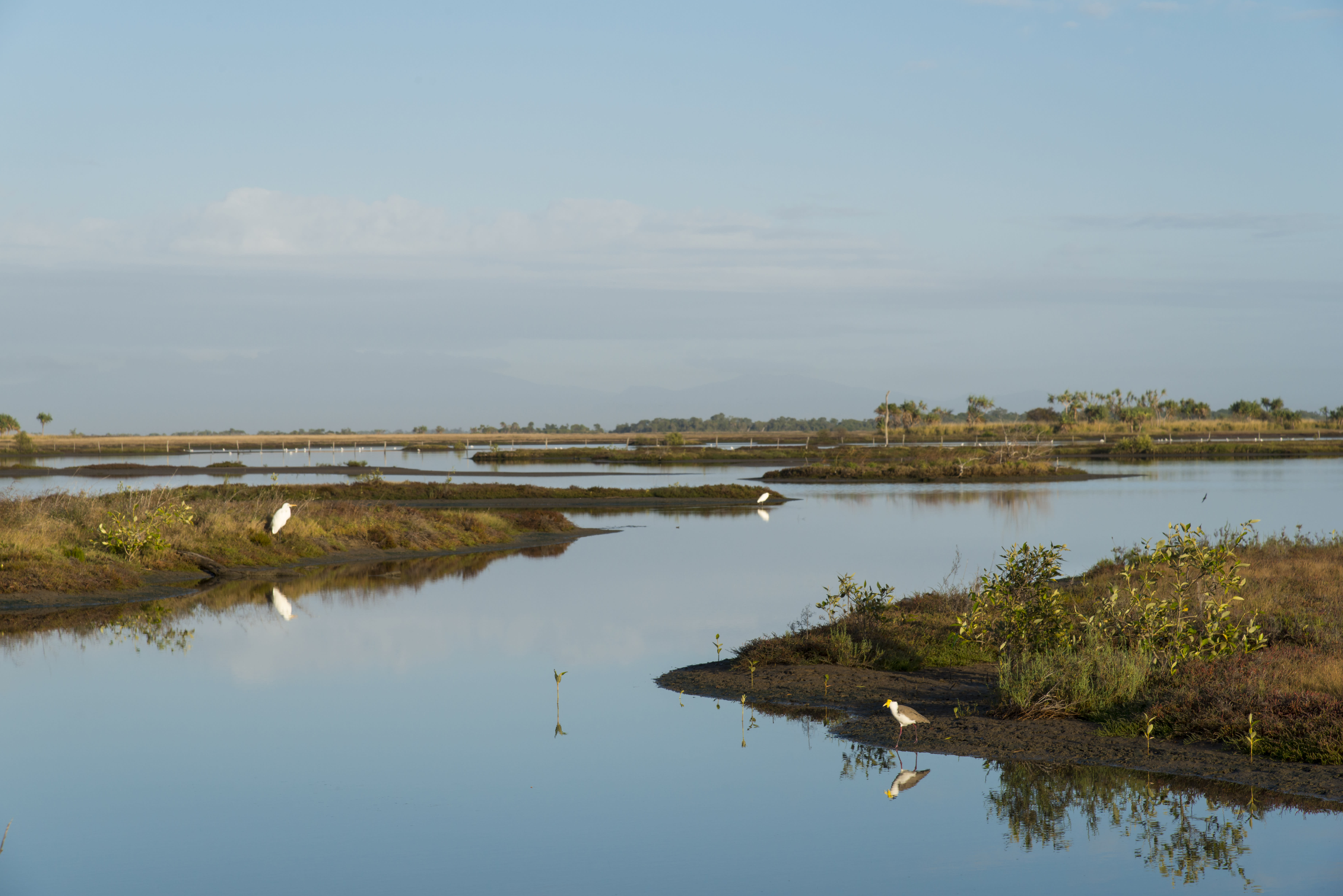 Through their ranger program, the Gudjuda rangers take on greater responsibility for the management and protection of their Sea Country such as revegetation of key areas: .Managed wetlands, Alva Beach, Ayr, North Queensland.