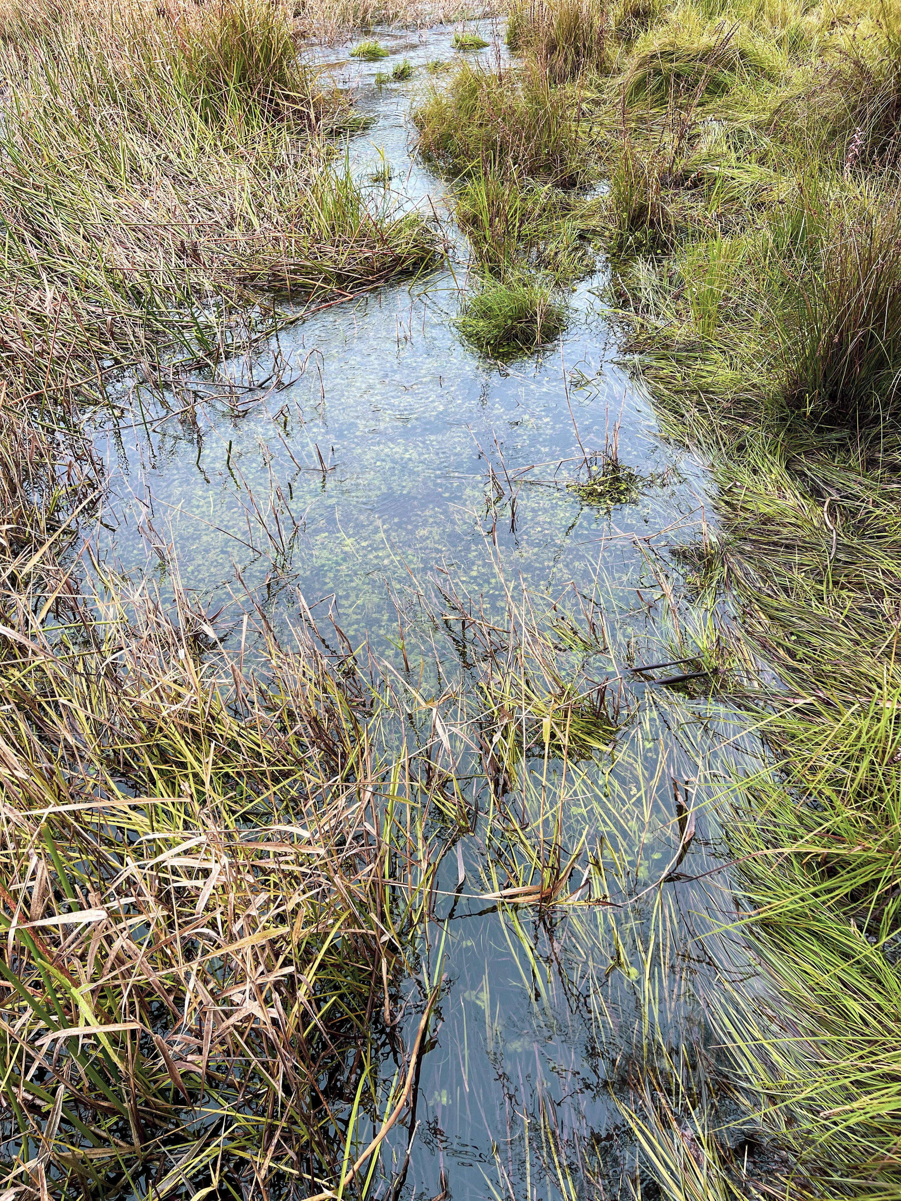 Micalong Swamp, NSW