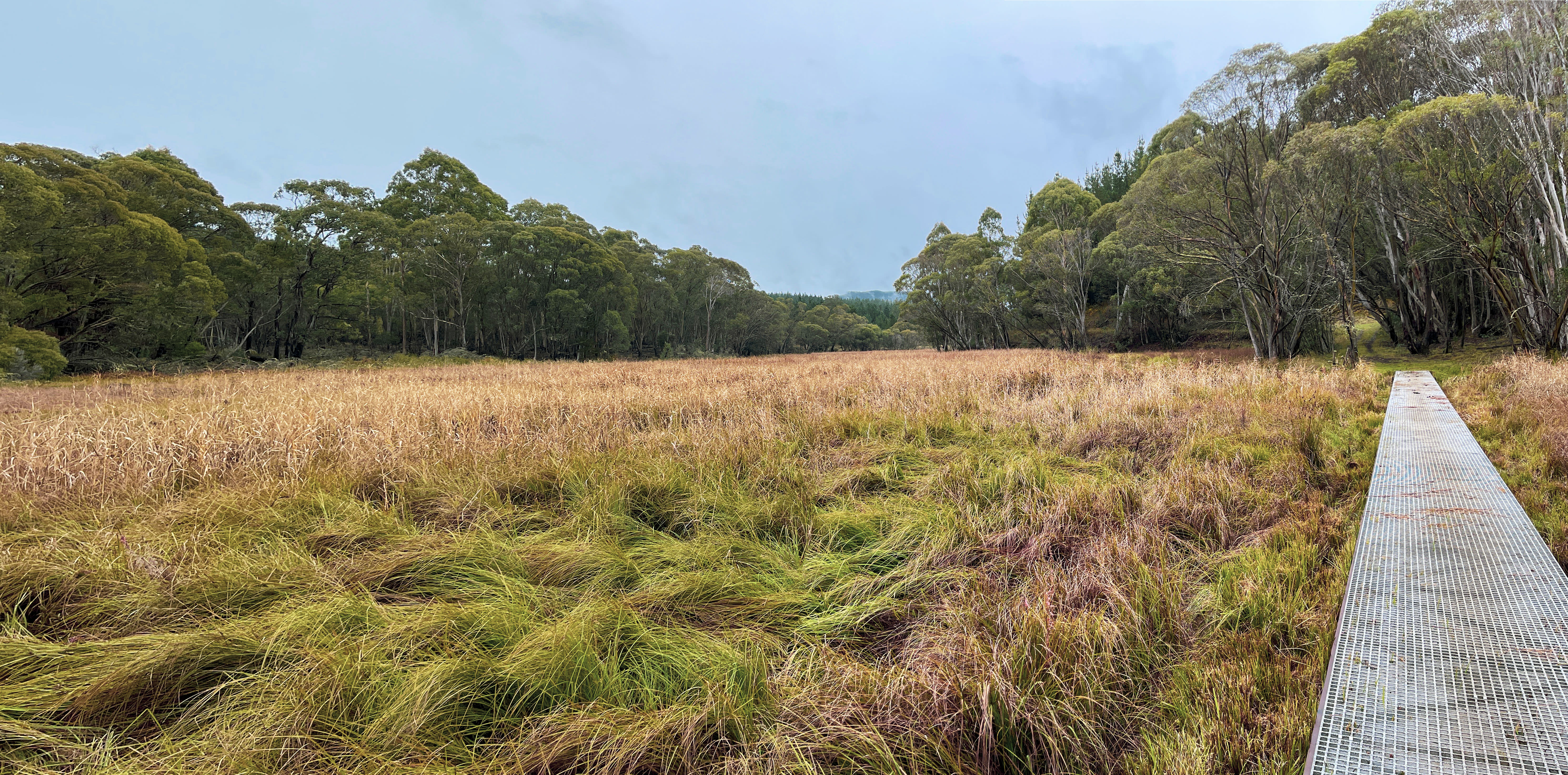 Micalong Swamp, NSW