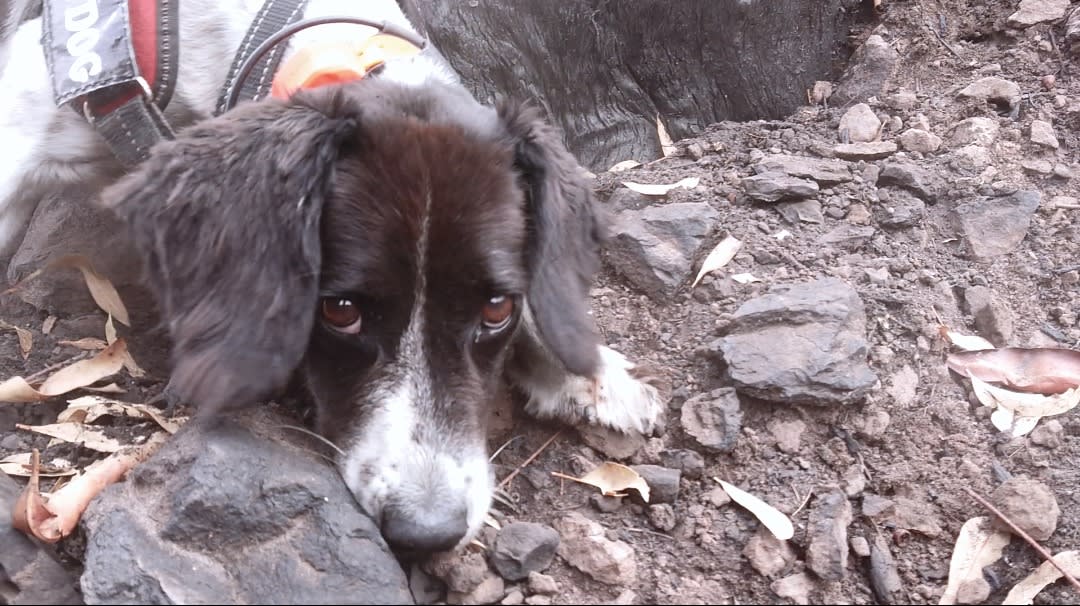 Missy the koala detection dog indicating she has found scats