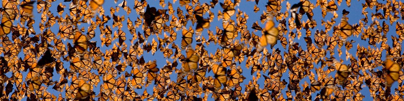 Cloud of monarch butterflies (Danaus plexippus) flying, overwintering colony, Mexico