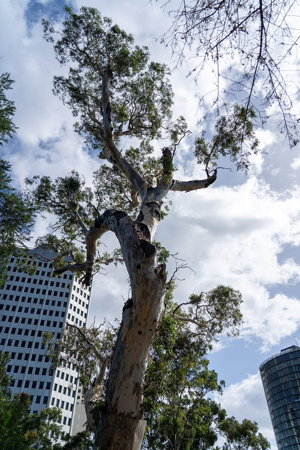 The Boonwurrung Corroboree Tree or ‘Ngargee’ tree in St Kilda