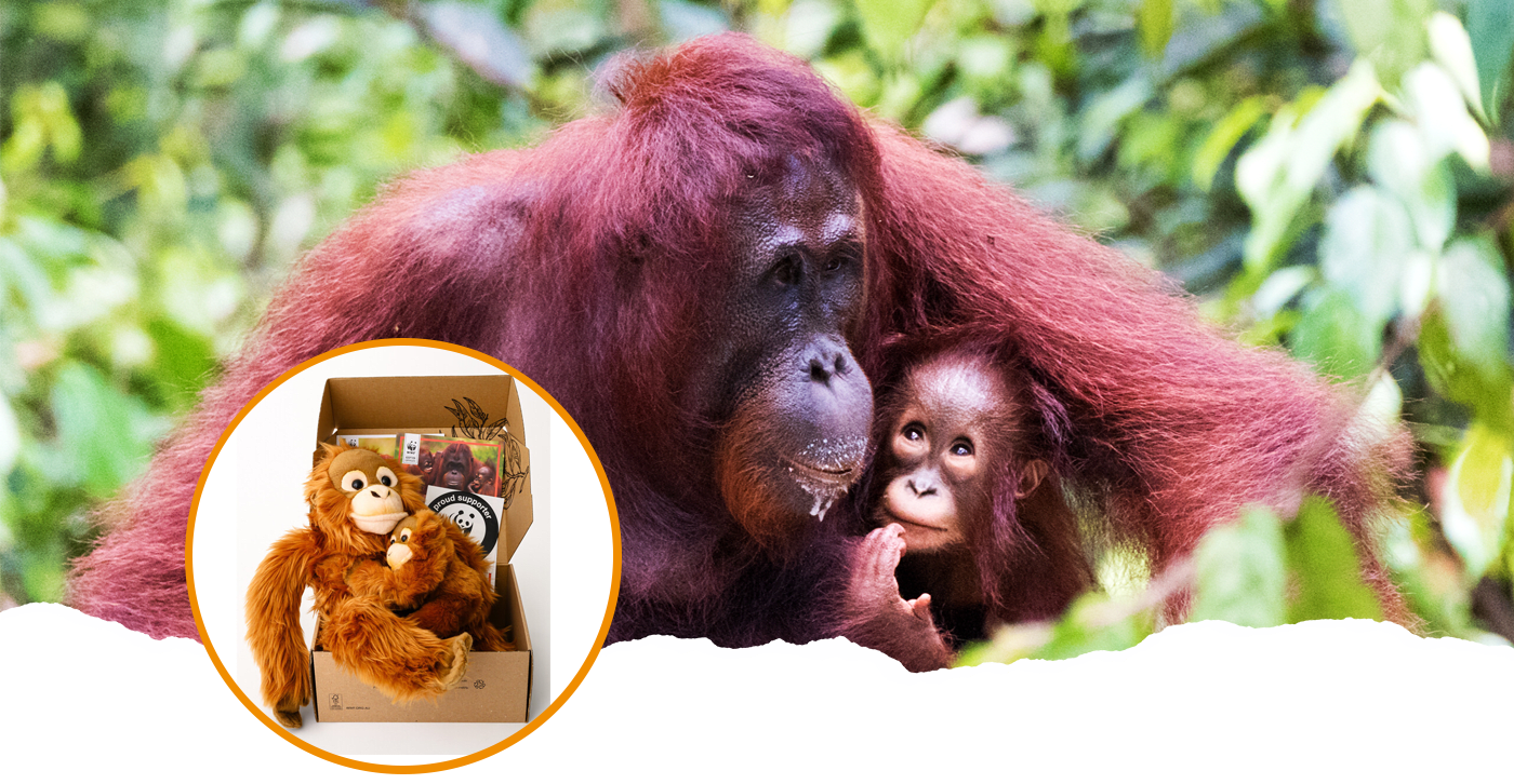 Mother and baby orangutan