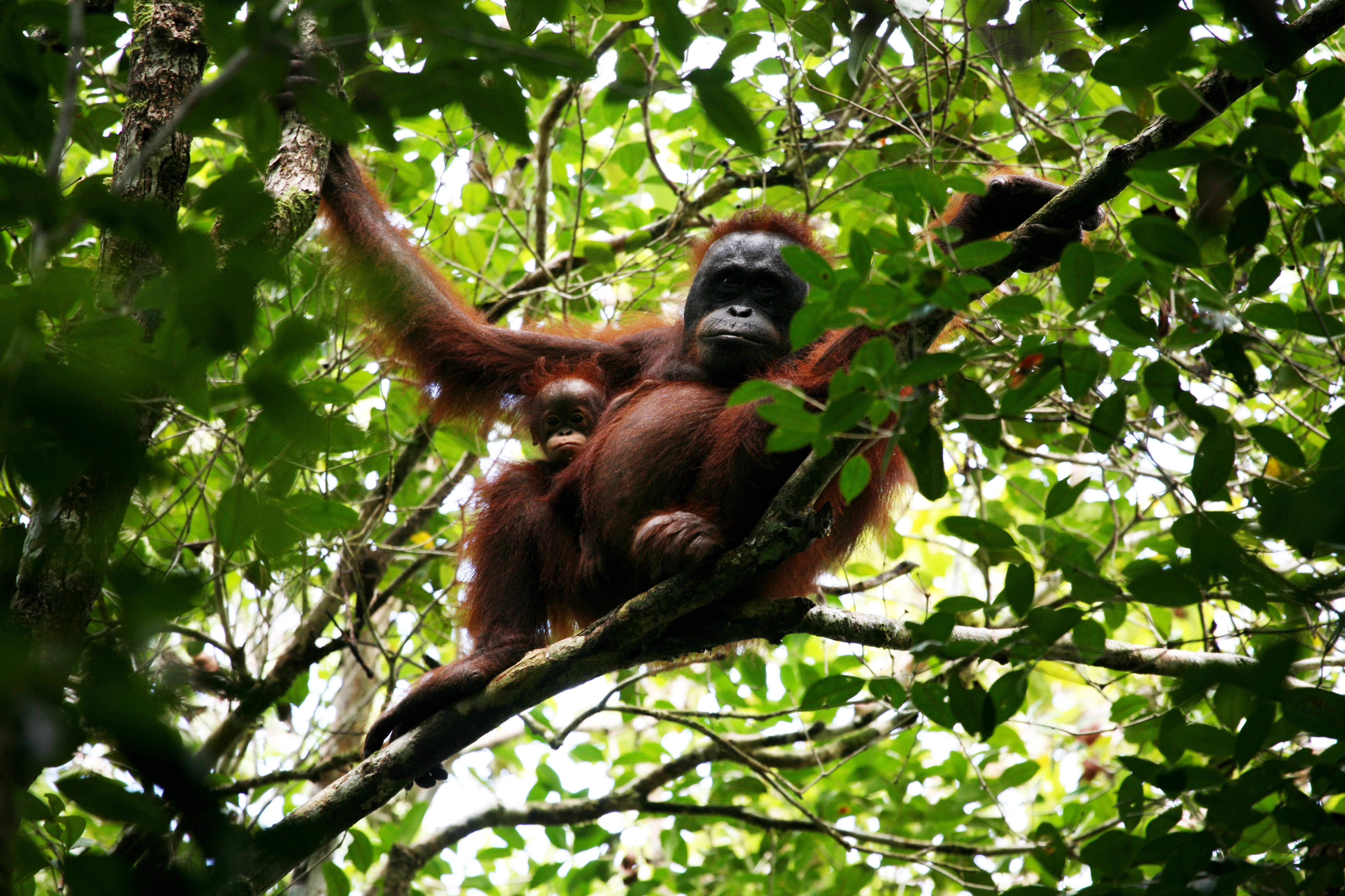 Bornean orangutan (Pongo pygmaeus pygmaeus) and her baby in Betung Kerihun and Danau Sentarum national parks' corridor in West Kalimantan, Indonesia.