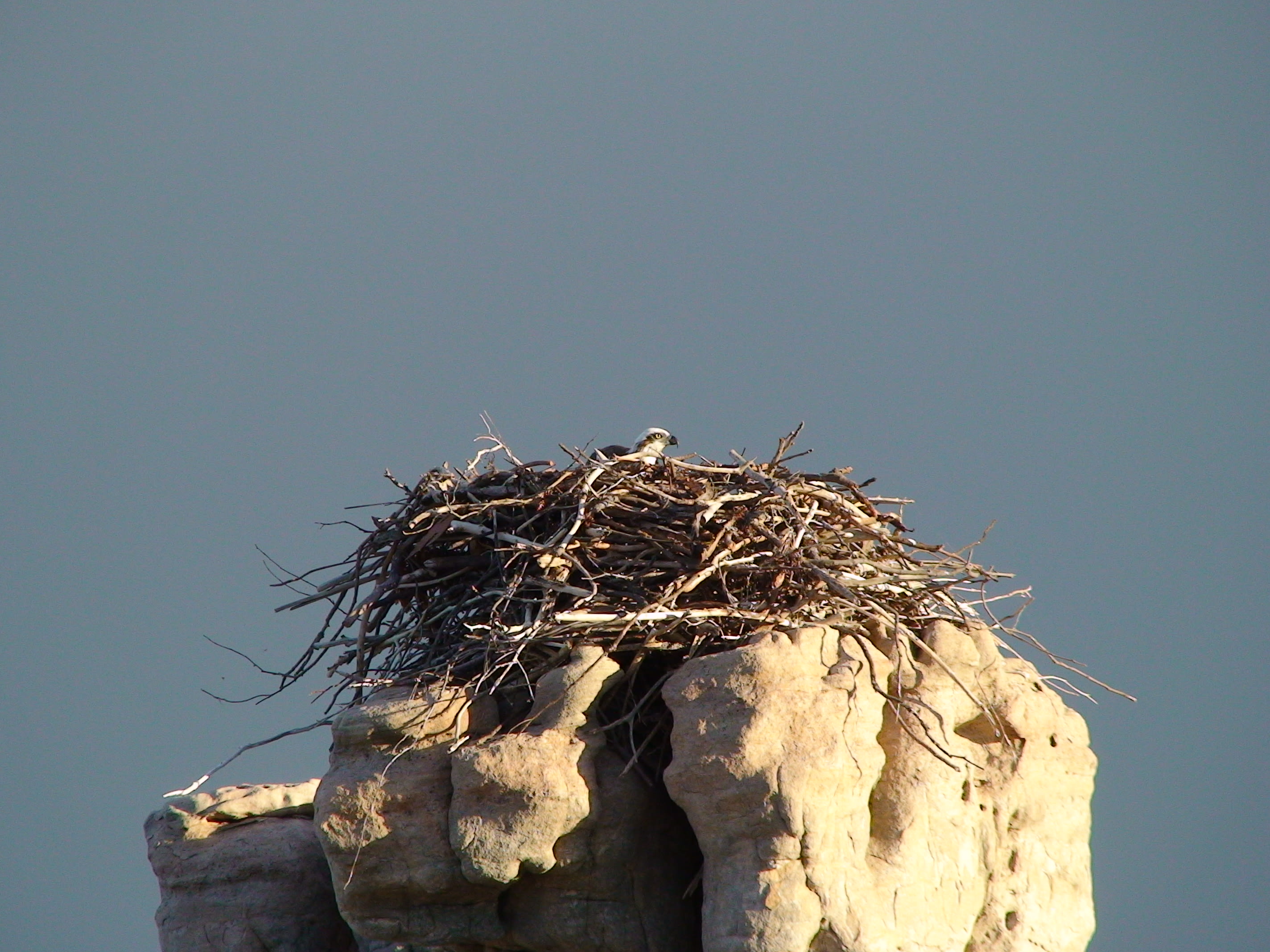 Osprey nest in Buccaneer Archipelago, Kimberley, Western Australia