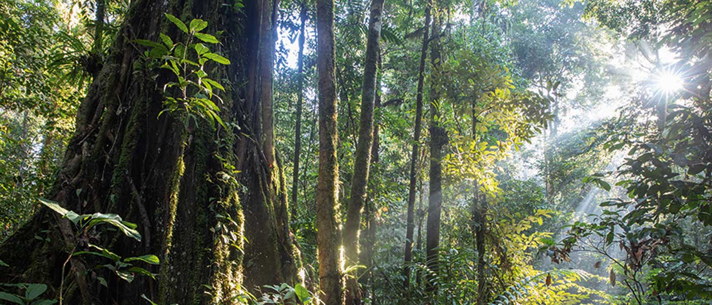 Strangler Fig Tree in pristine lowland jungle in Tawau National Park, Sabah, Malaysia