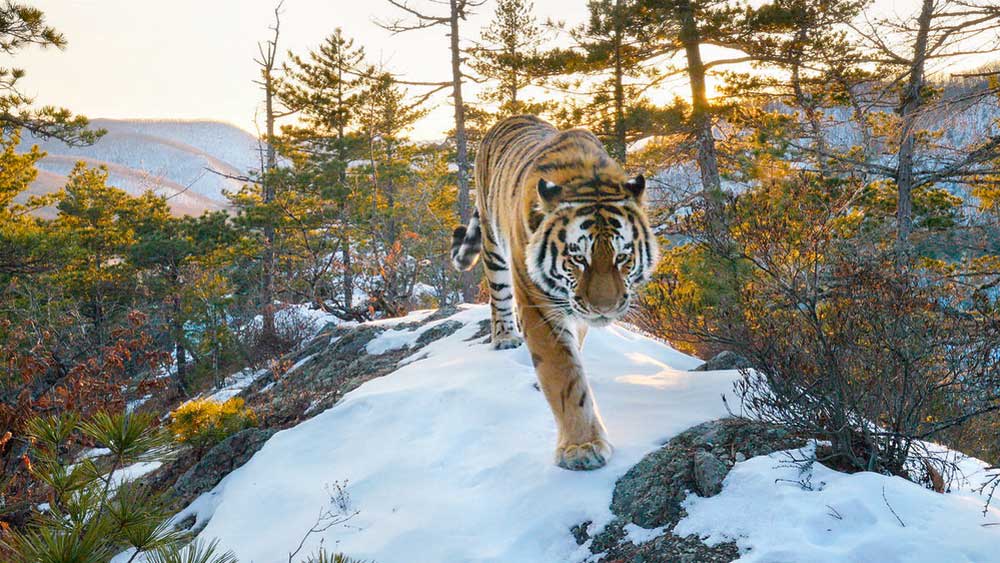 Siberian Tiger caught on camera trap in the Boreal Forests of Russia's Pacific Coast