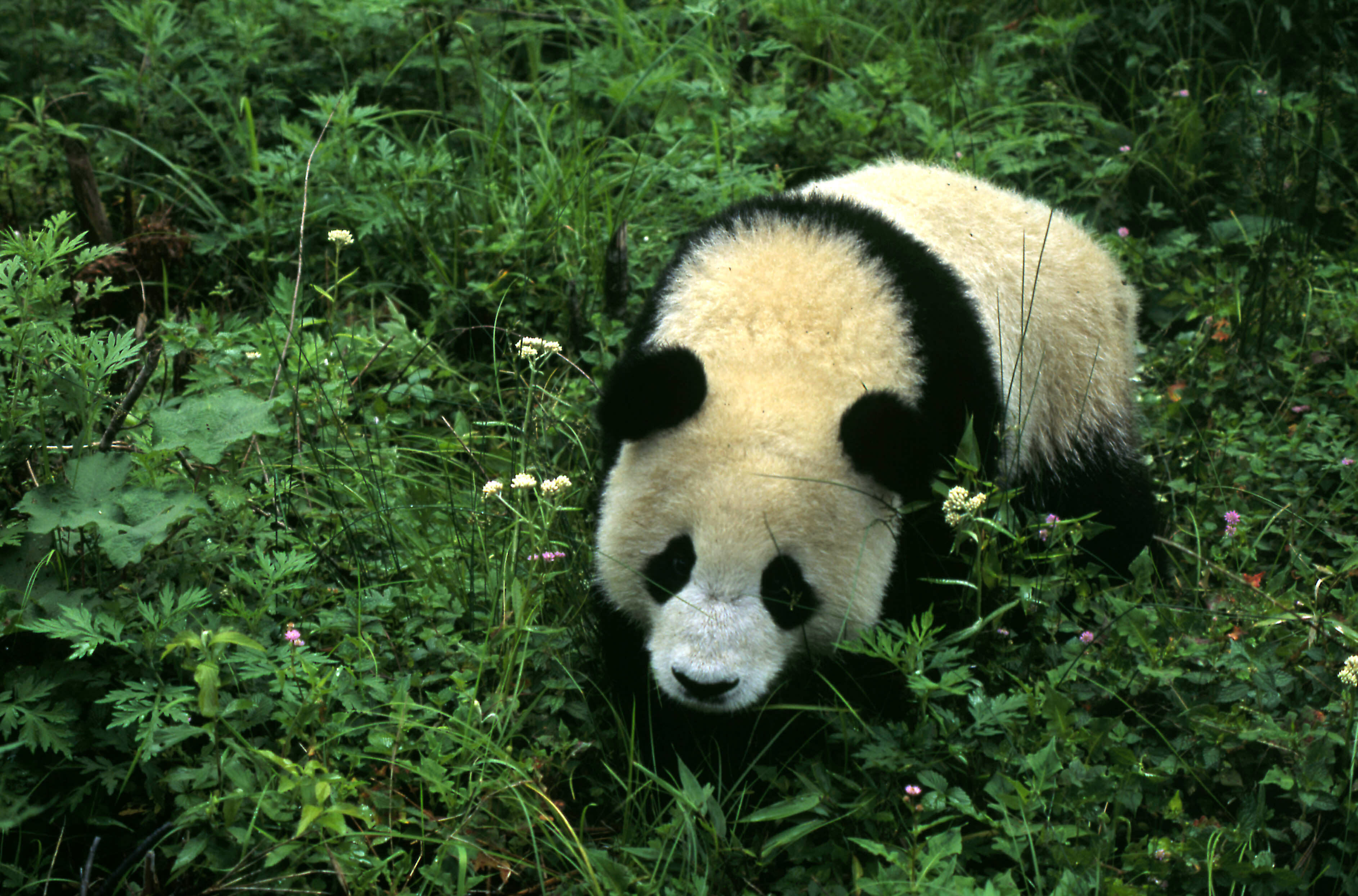 Giant panda, one-year-old male Wolong Research Centre, Sichuan China