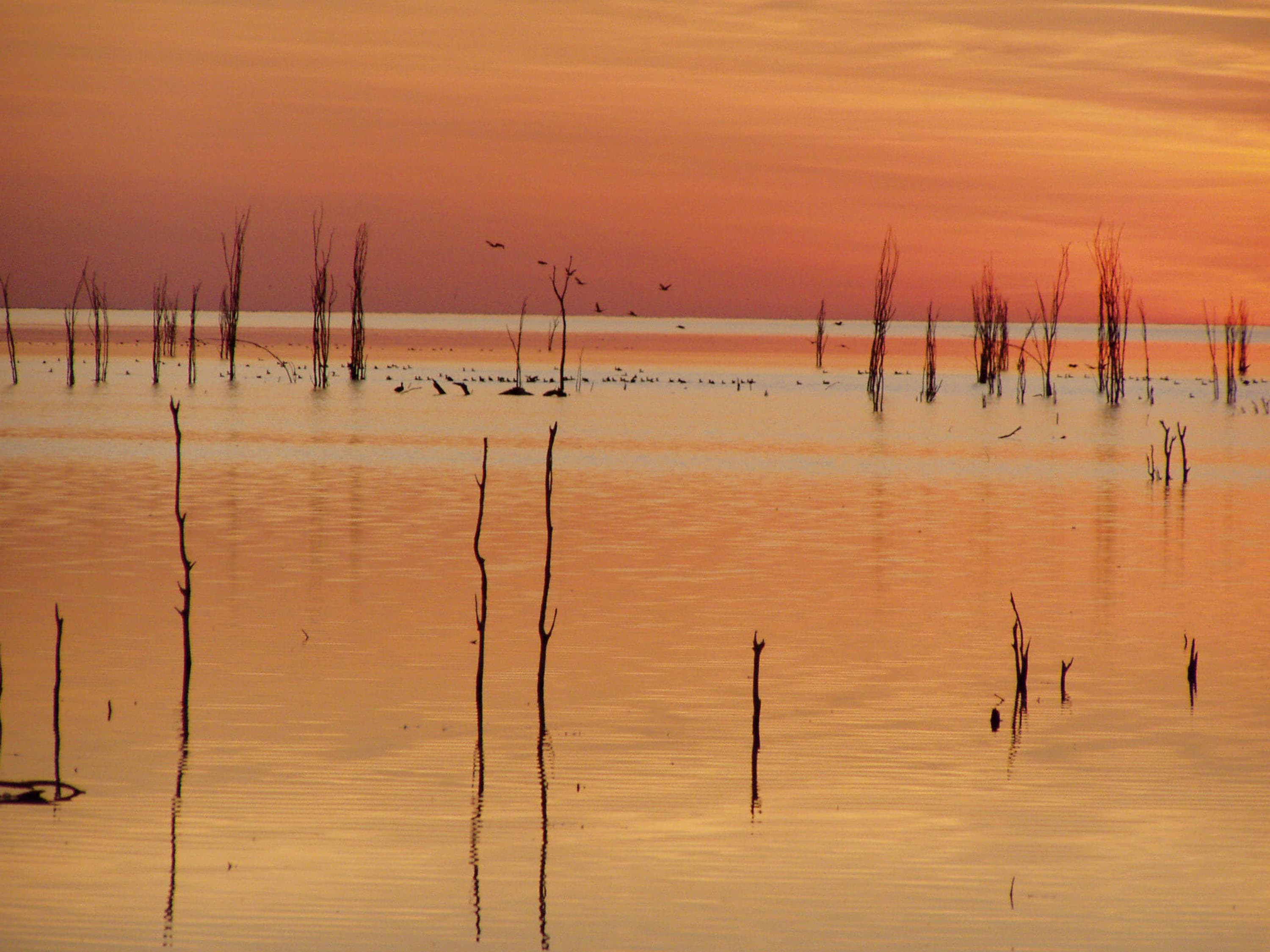 Paruku, Western Australia - 20 June 2005
Paruku wetlands in the Tanami desert at sunset.
Extremely important freshwater wetland system (sometimes brackish when water is low) in the top of the Tanami desert, we have been working there for over 9 years supporting IPA program on ground and in policy, we are about to publish a book with custodians on plants and animals (combining scientific and traditional knowledge), we continue to work with IPA in an advisory role, we also suggested Paruku for National Heritage consideration in our submission given extremely important biodiversity and ongoing Aboriginal culture of the region).