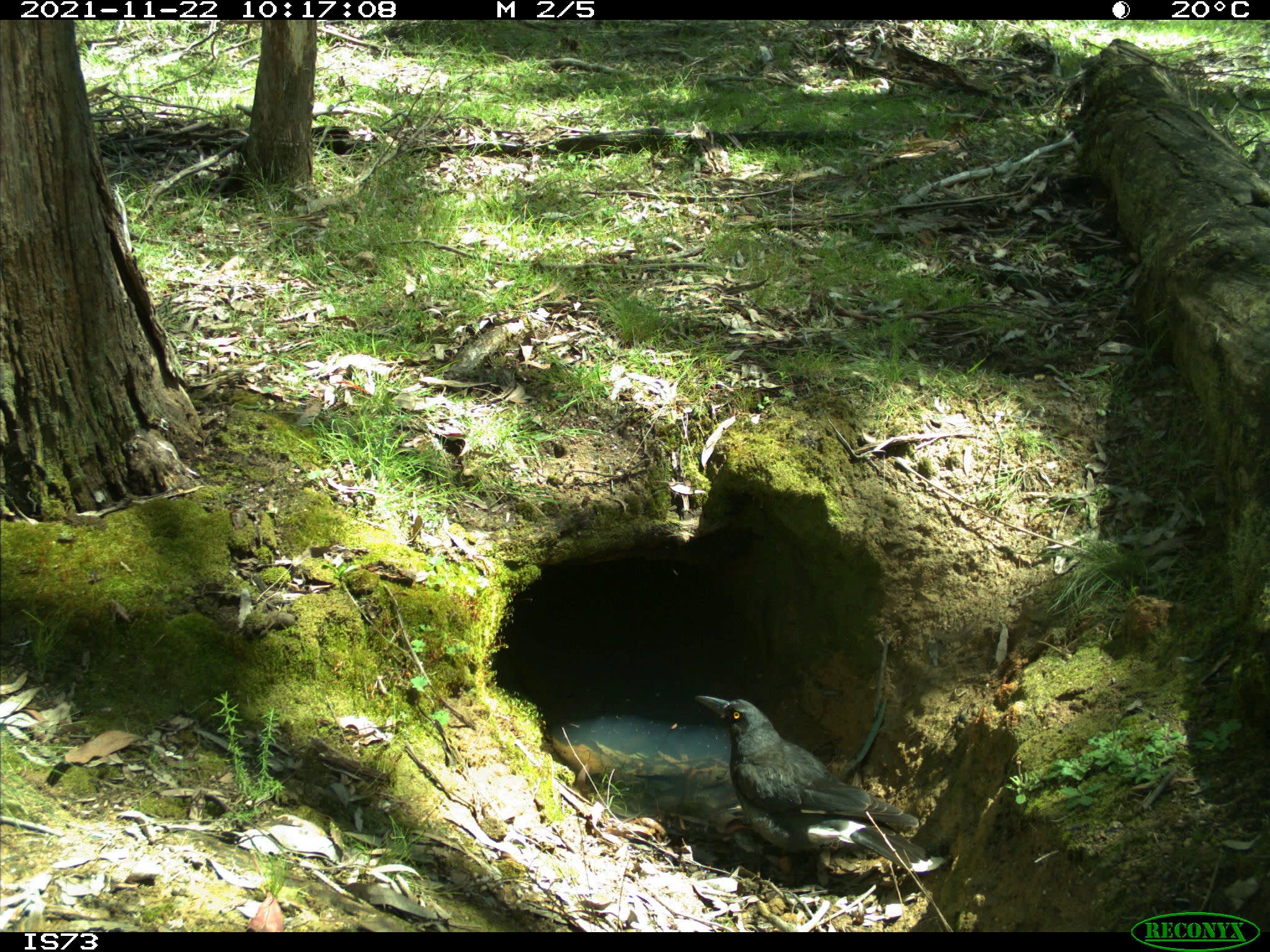 Pied currawong drinks from a flooded wombat burrow.