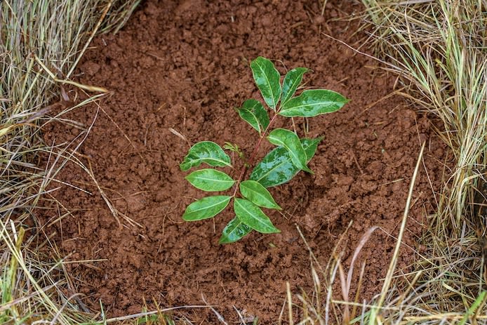 Planting both koala habitat and food trees is essential to helping the Northern Rivers koala populations recover