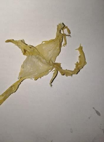 Plastic found inside Ella the green sea turtle