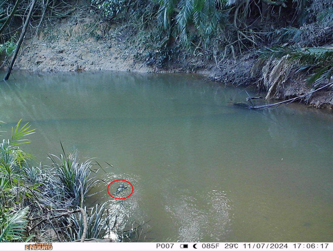 img_platypus_in_north_queensland-trail-camera