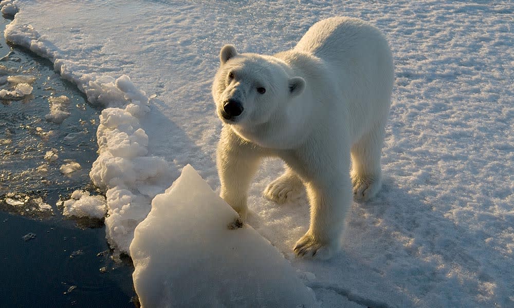 Polar bear (Ursus maritimus), standing on the edge of the ice and looking up, Svalbard, Norway