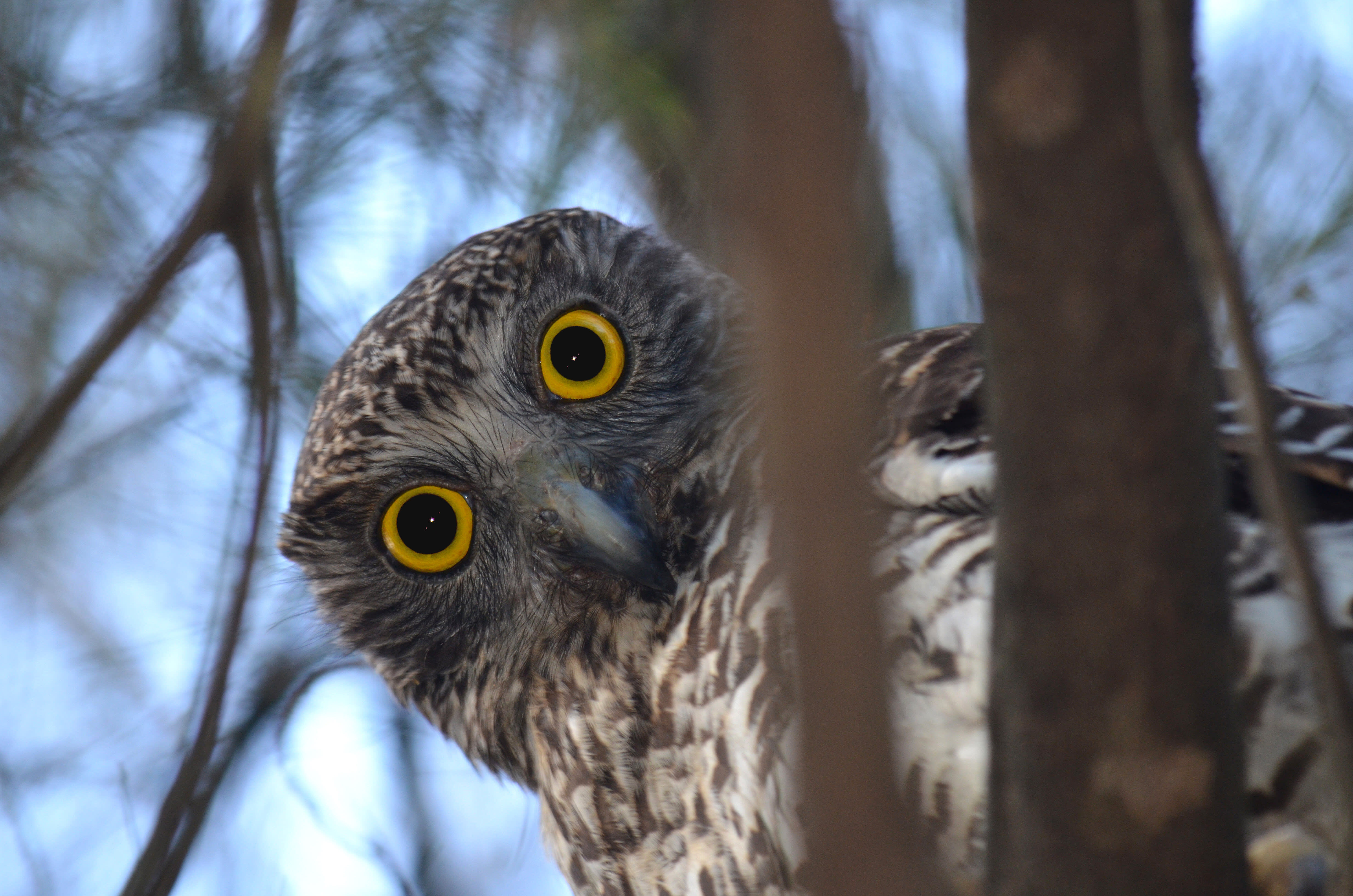 Powerful owl  in Sydney, Australia