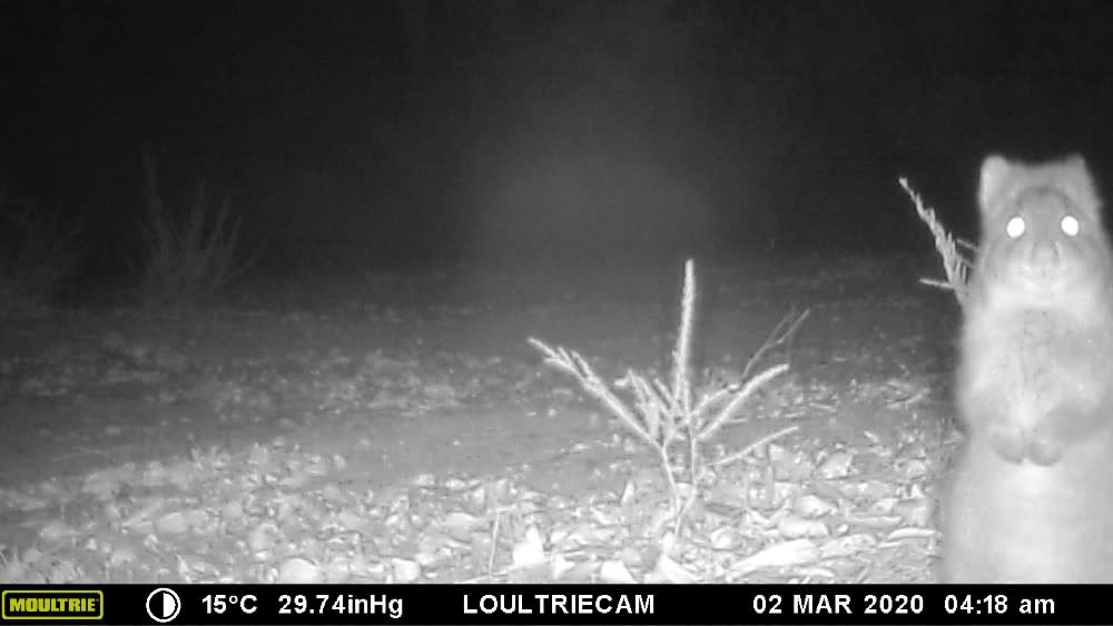 img_quokka_camera_trap_northcliffe_nighttime