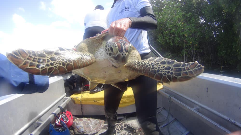A turtle is lifted into a boat as part of the rivers to reefs to turtles program