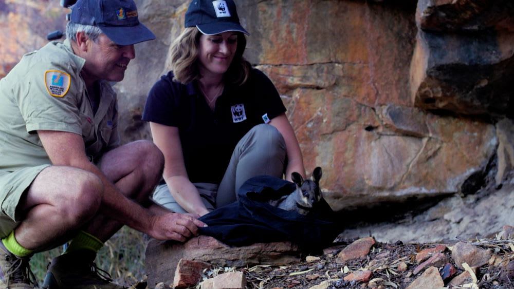 A black-flanked rock-wallaby is released into Kalbarri National Park