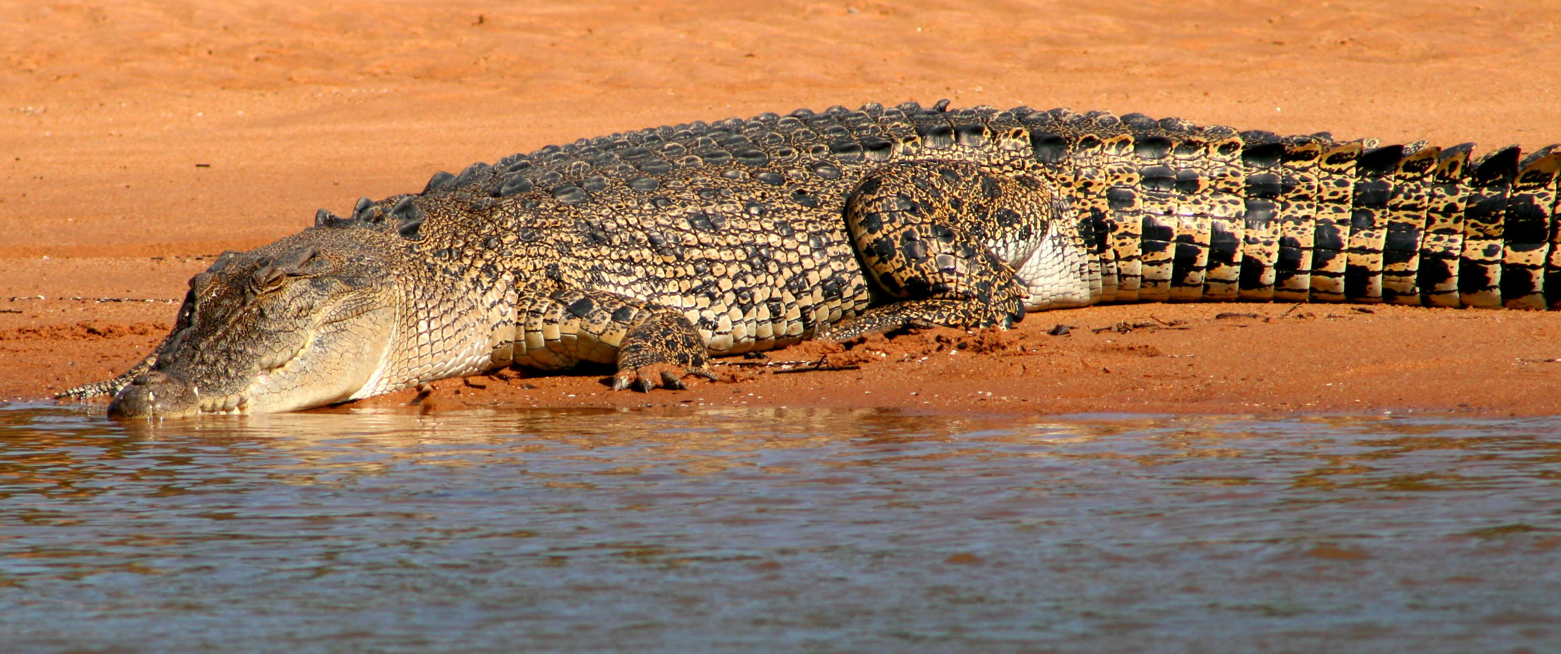 Saltwater crocodile on the Daly River in the Northern Territory.