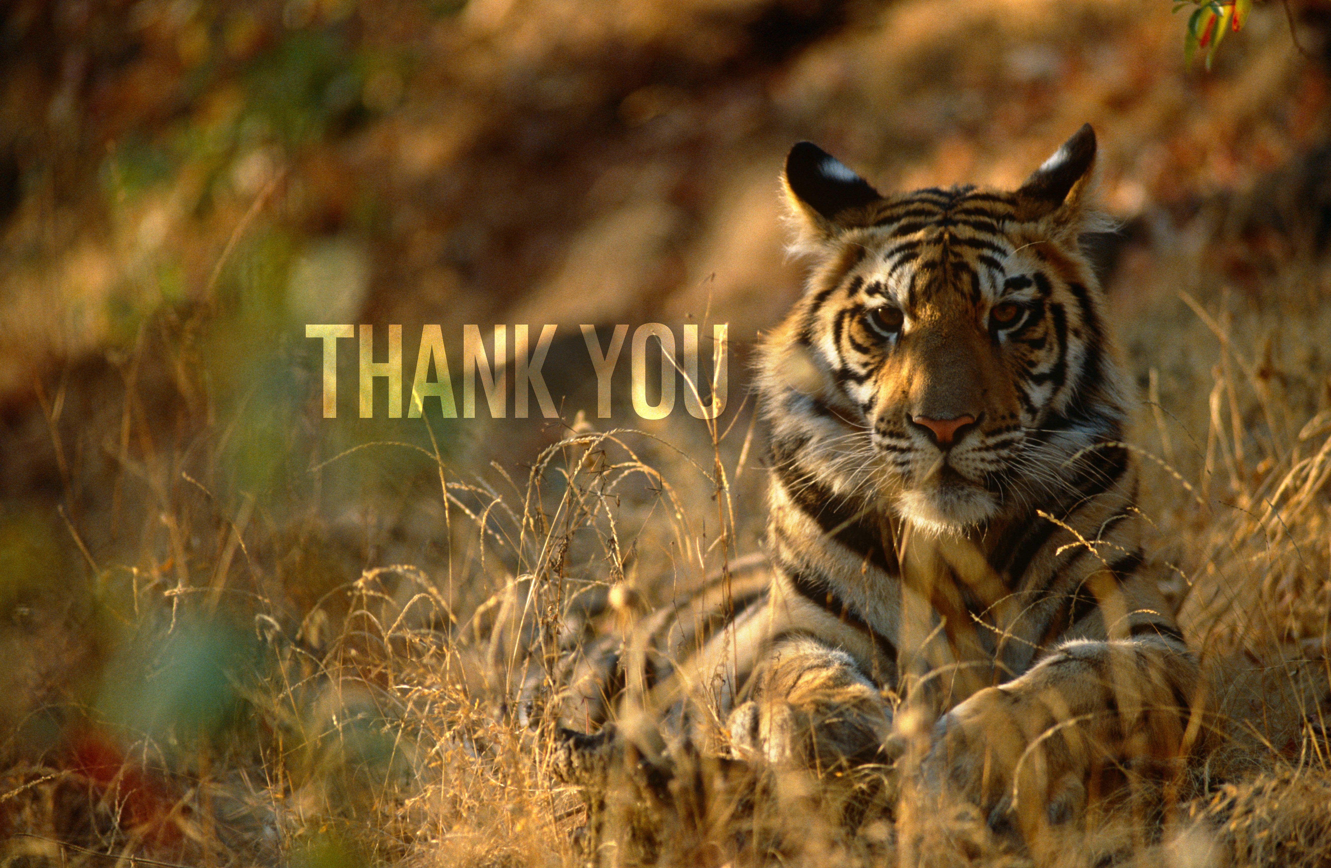 Bengal tiger resting in Bandhavgarh National Park, India.