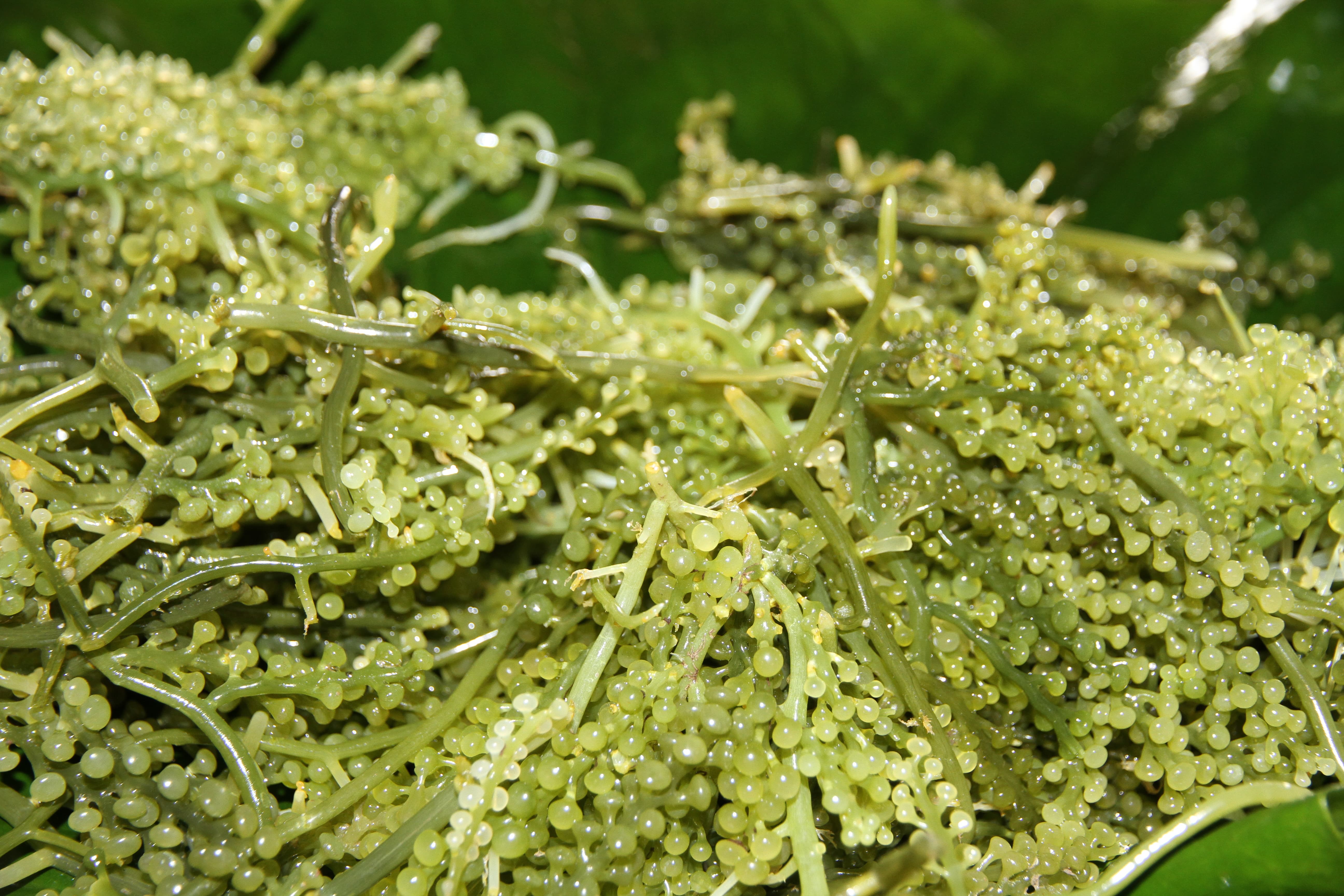 A fresh harvest of sea grapes