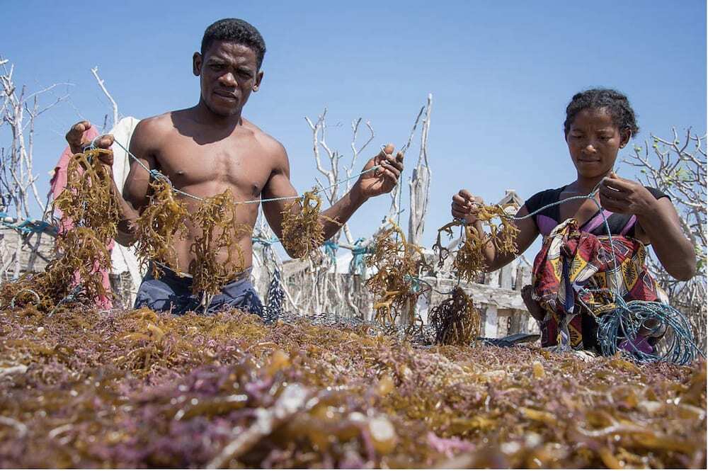 Seaweed farming in Mahafarly, Madagascar