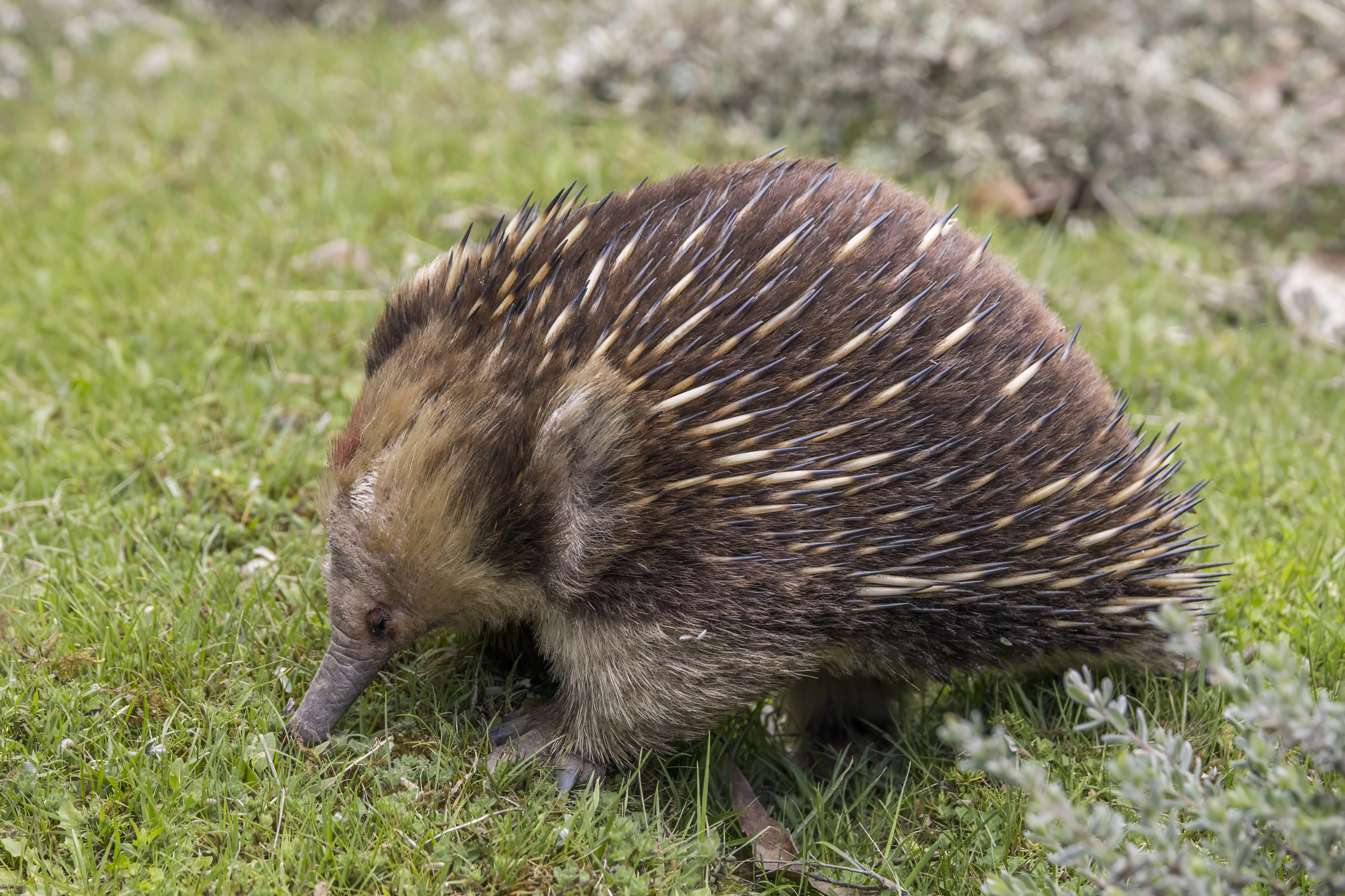 Short-beaked echidna (Tachyglossus aculeatus setosus), near Scottsdale, Tas., Australia (Wikicommons)