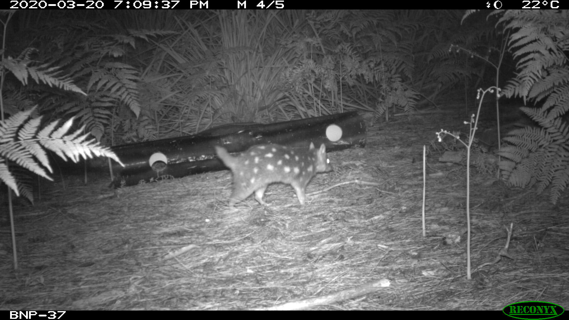 Snark the quoll