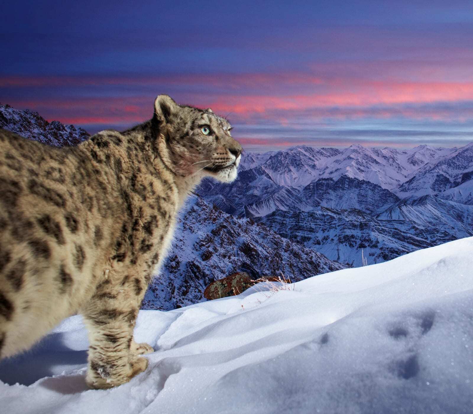 A wild snow leopard triggers a DSLR sensor camera high up in mountains of Ladakh in the Indian Himalayas.