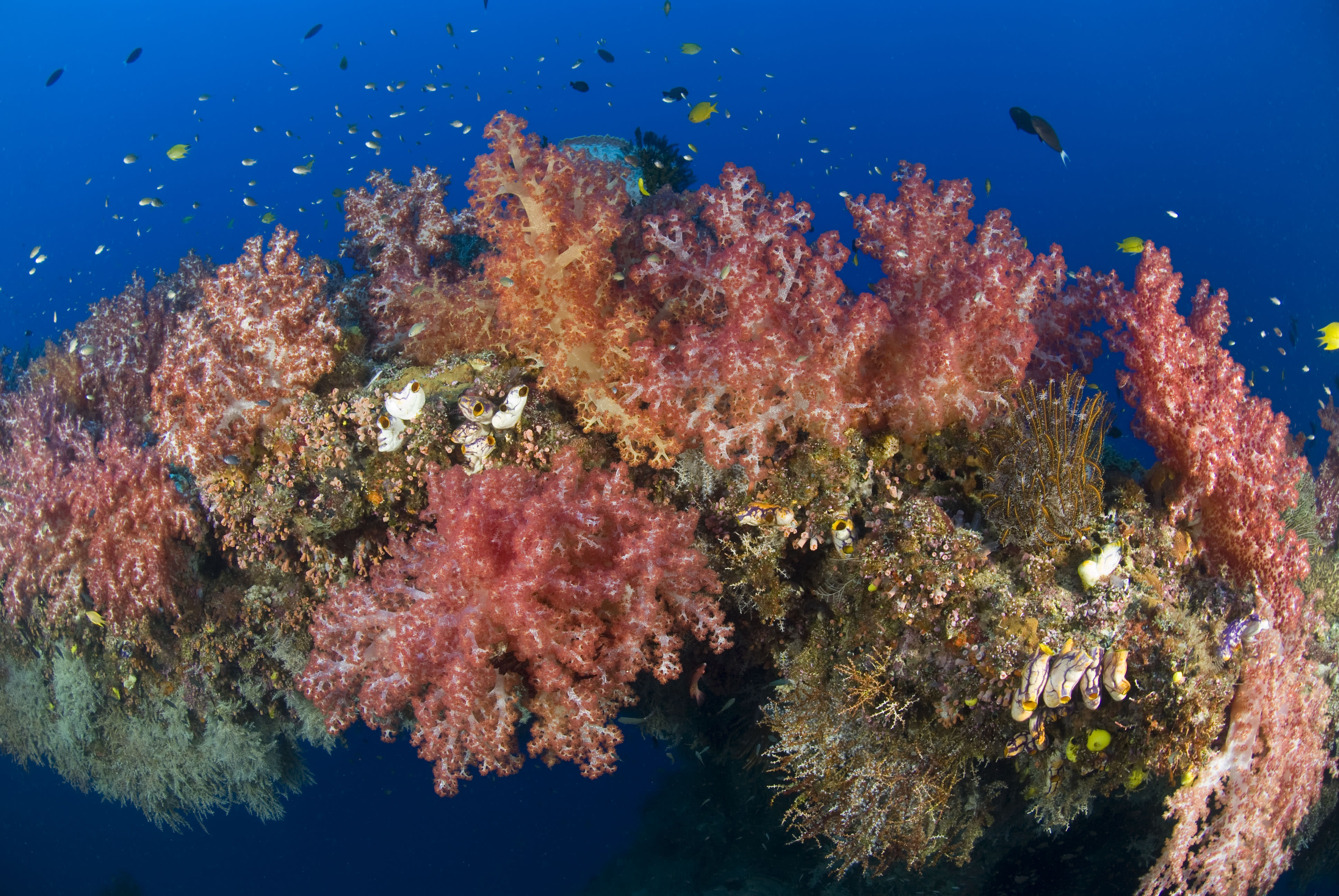Soft corals covering a natural reef arch, New Britain, Papua New Guinea.