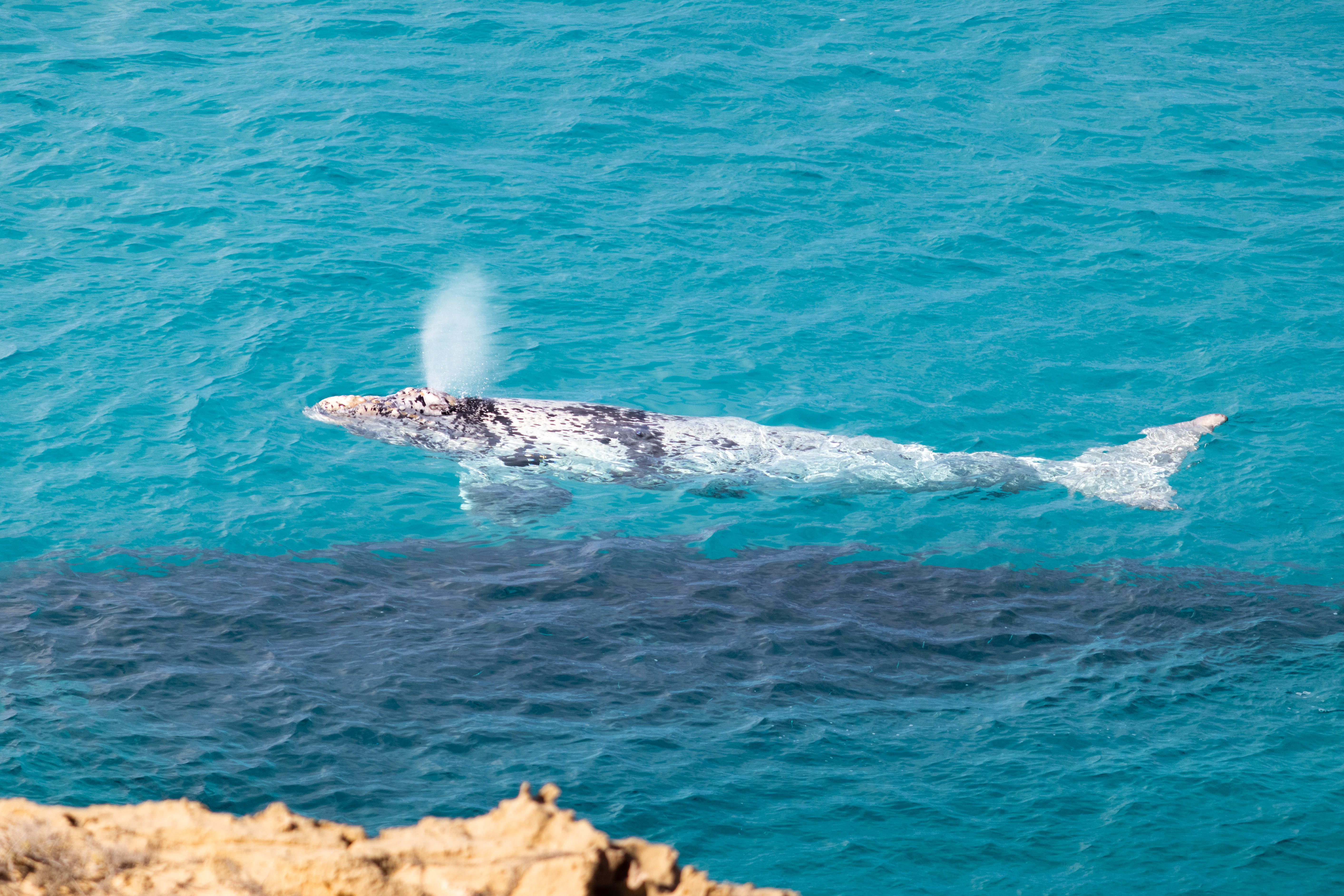 A southern right whale mother and calf resting in the protected waters of the Head of Bight, South Australia, a prime spot for close-up whale watching.