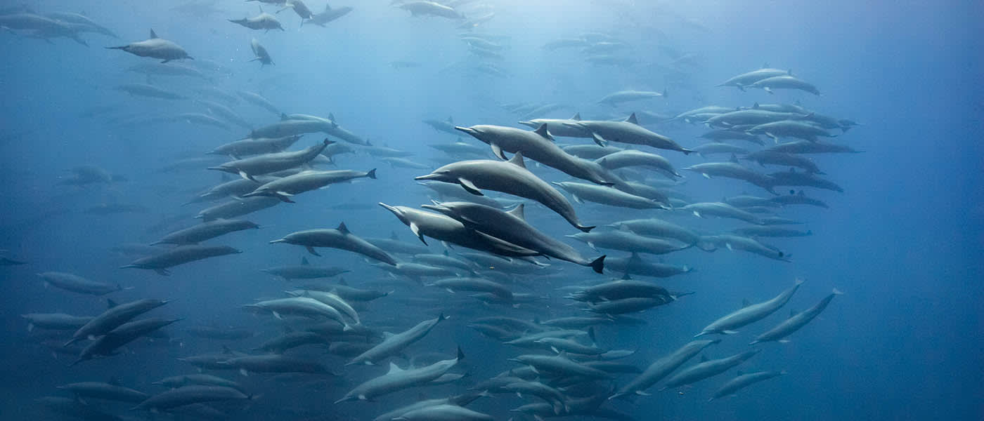 Spinner dolphins