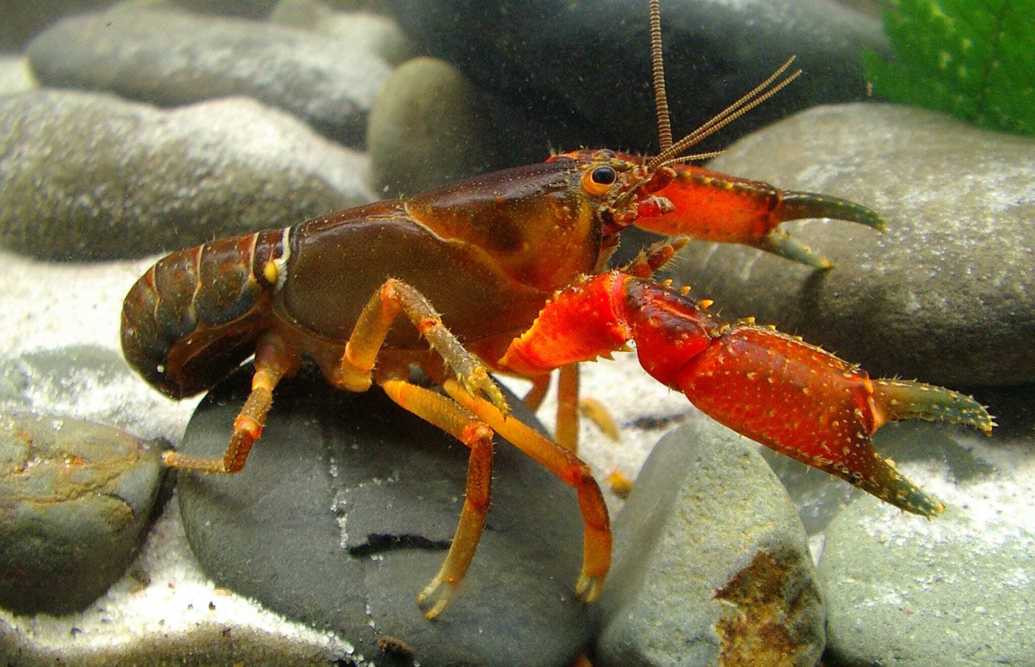 img_spiny_crayfish