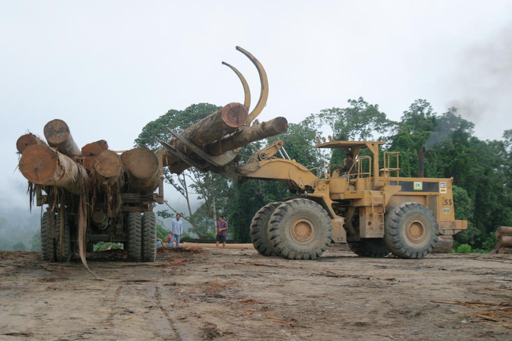 Trees from logging are stacked on a transport truck