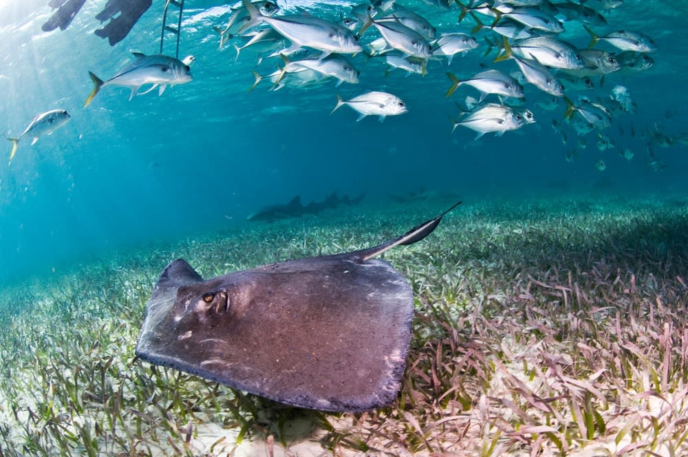 Stingray and jacks in Belize