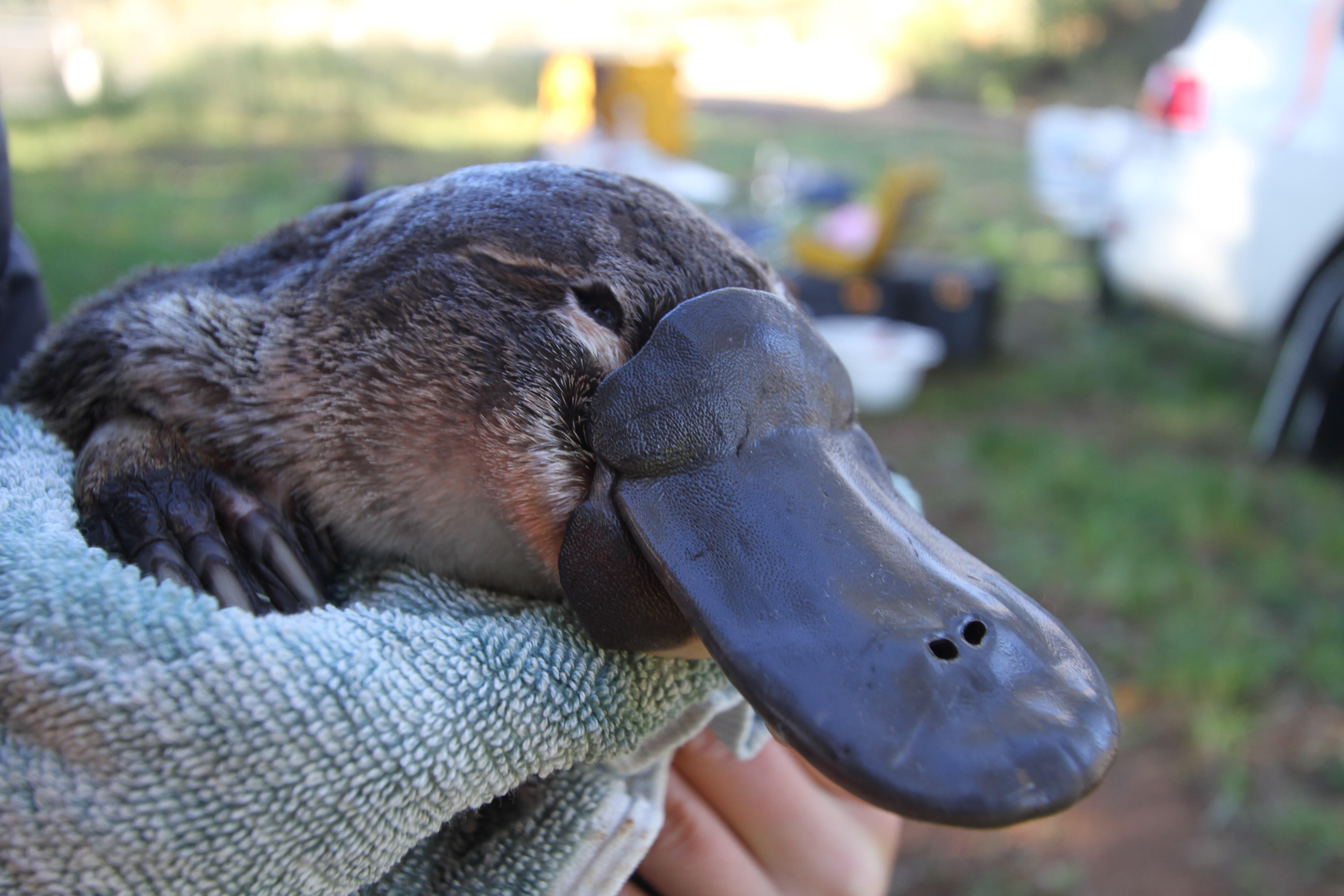 Survey work in the NSW Mid North Coast found  significantly fewer platypuses in burnt waterways