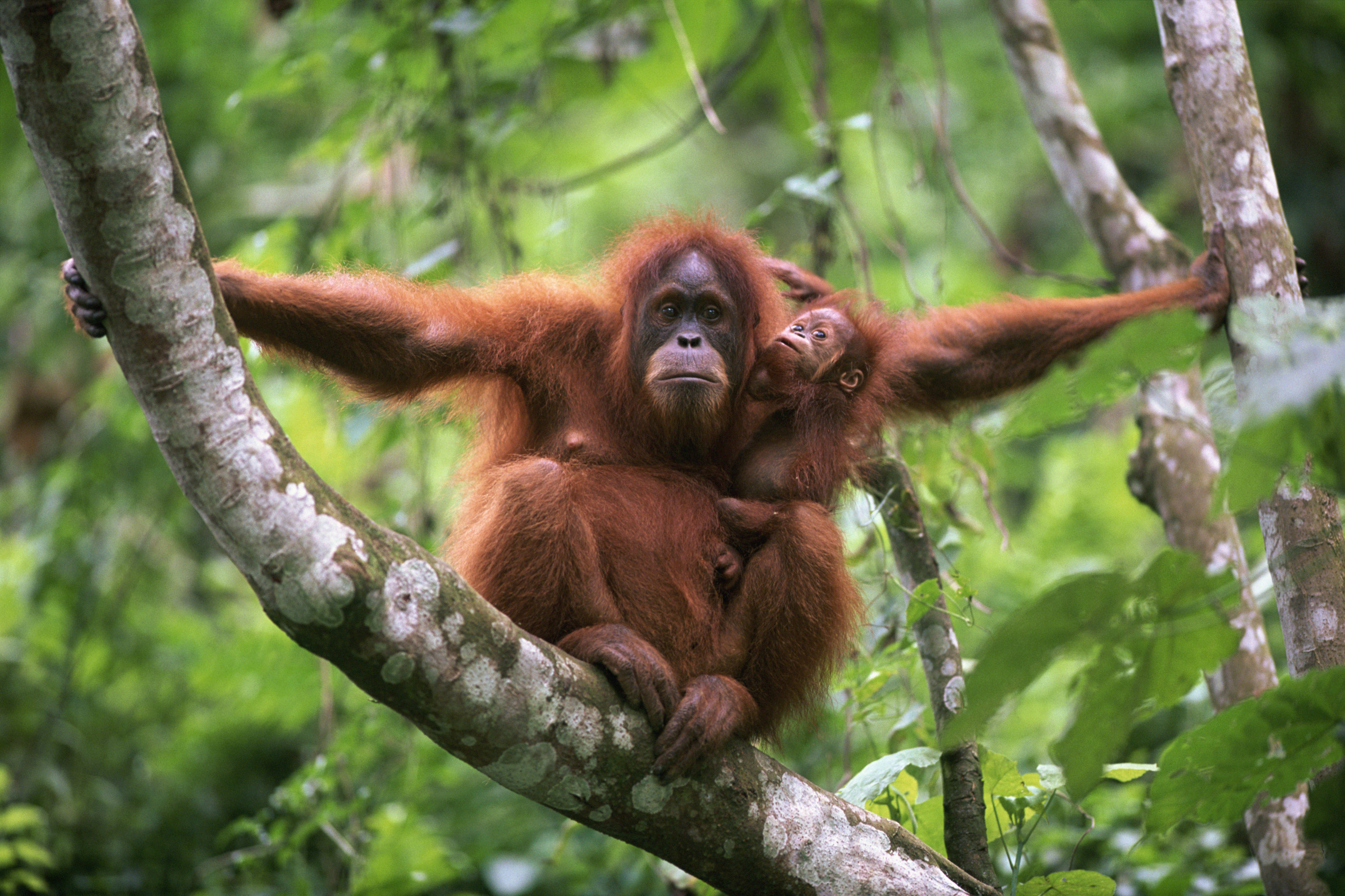 Sumatran orangutan mother and baby sitting in tree (Pongo abelii) Gunung Leuser NP, Sumatra, Indonesia